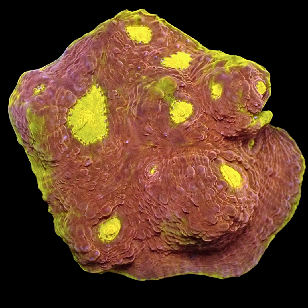 Cyphastrea sp.