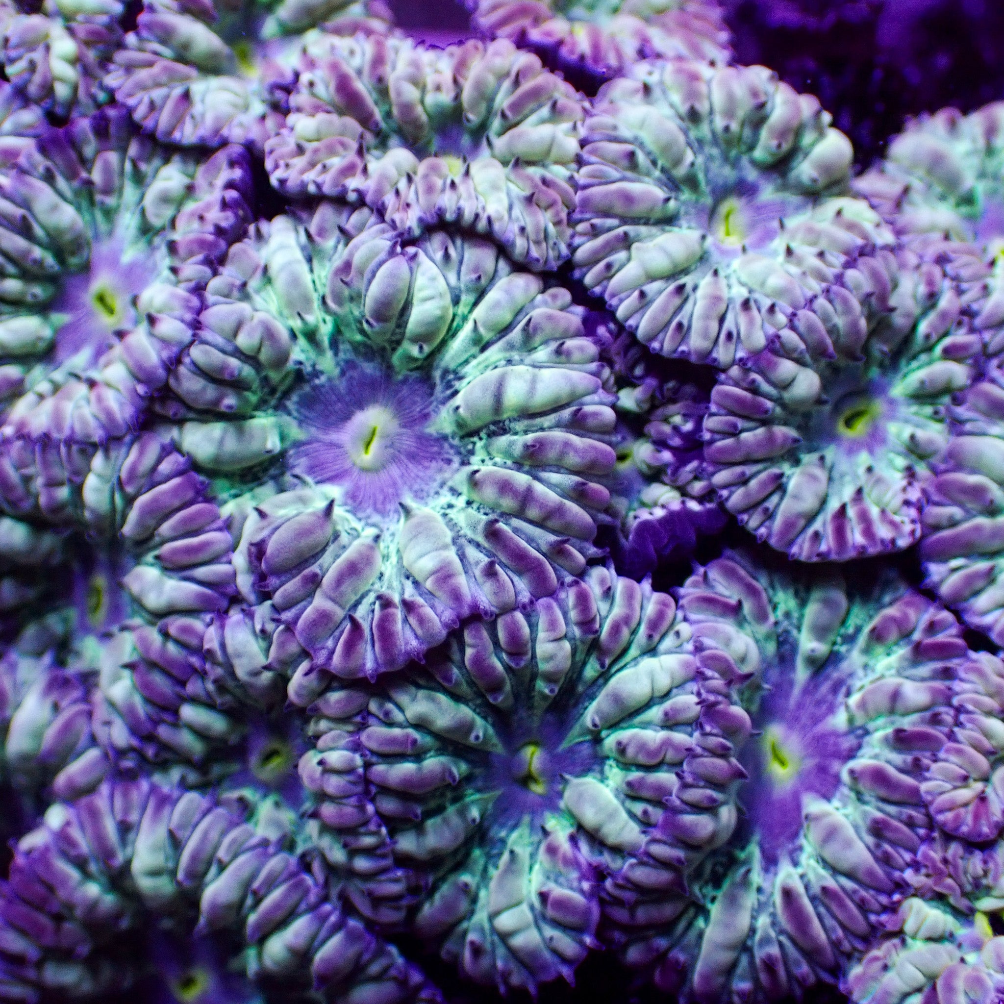 Minty Purple Blastomussa Merletti