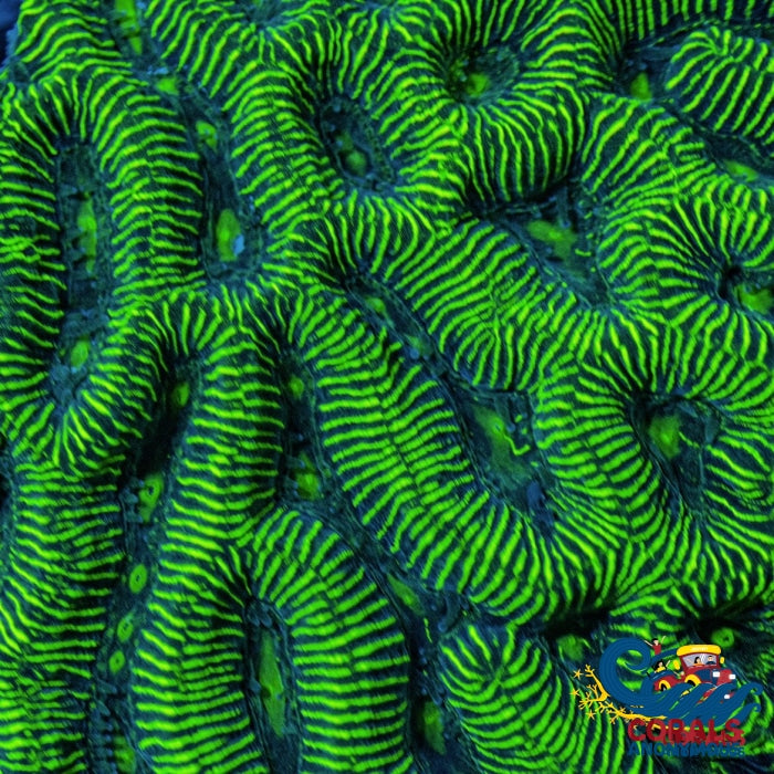 Neon Green Platygyra (1” Frag)