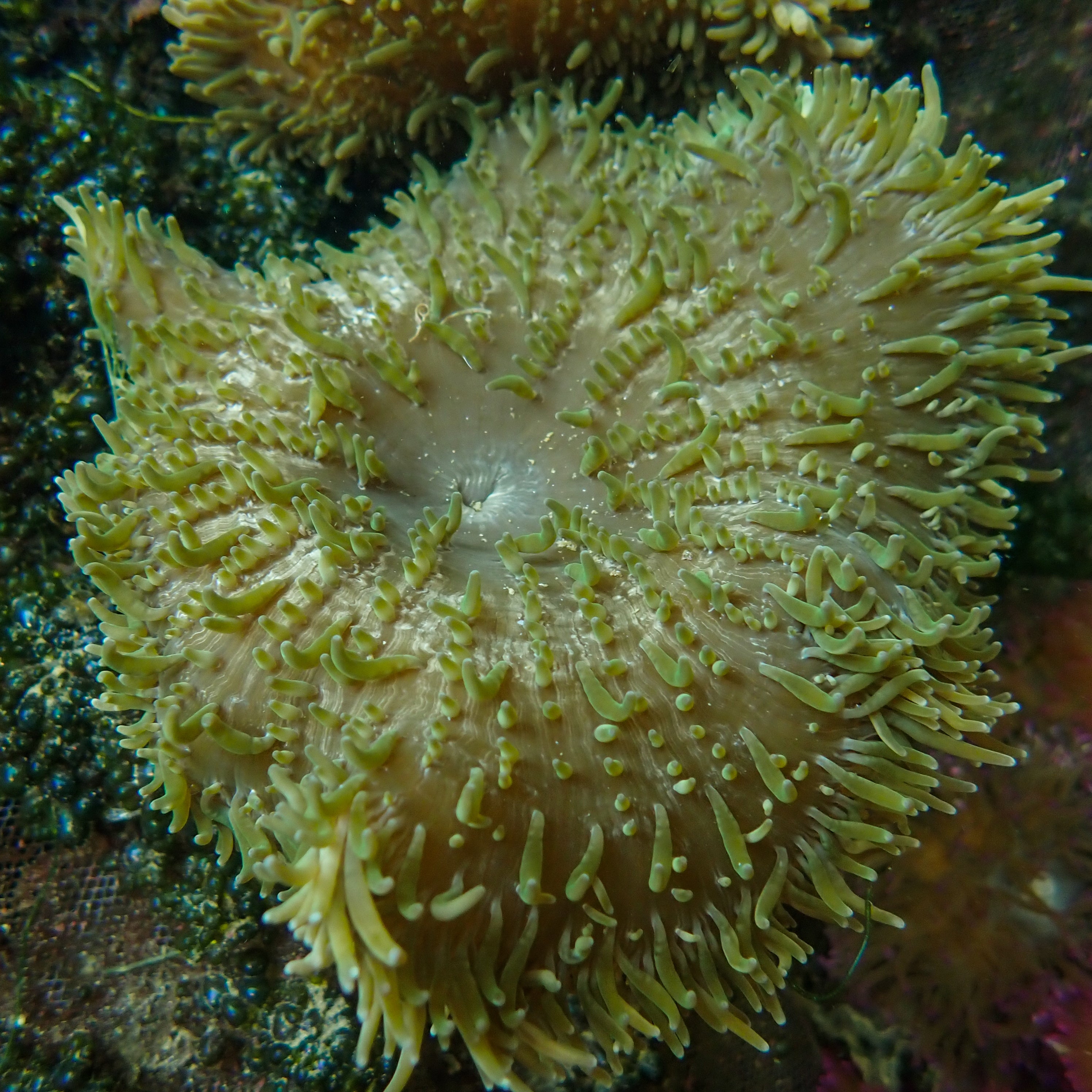 Radianthus crispa