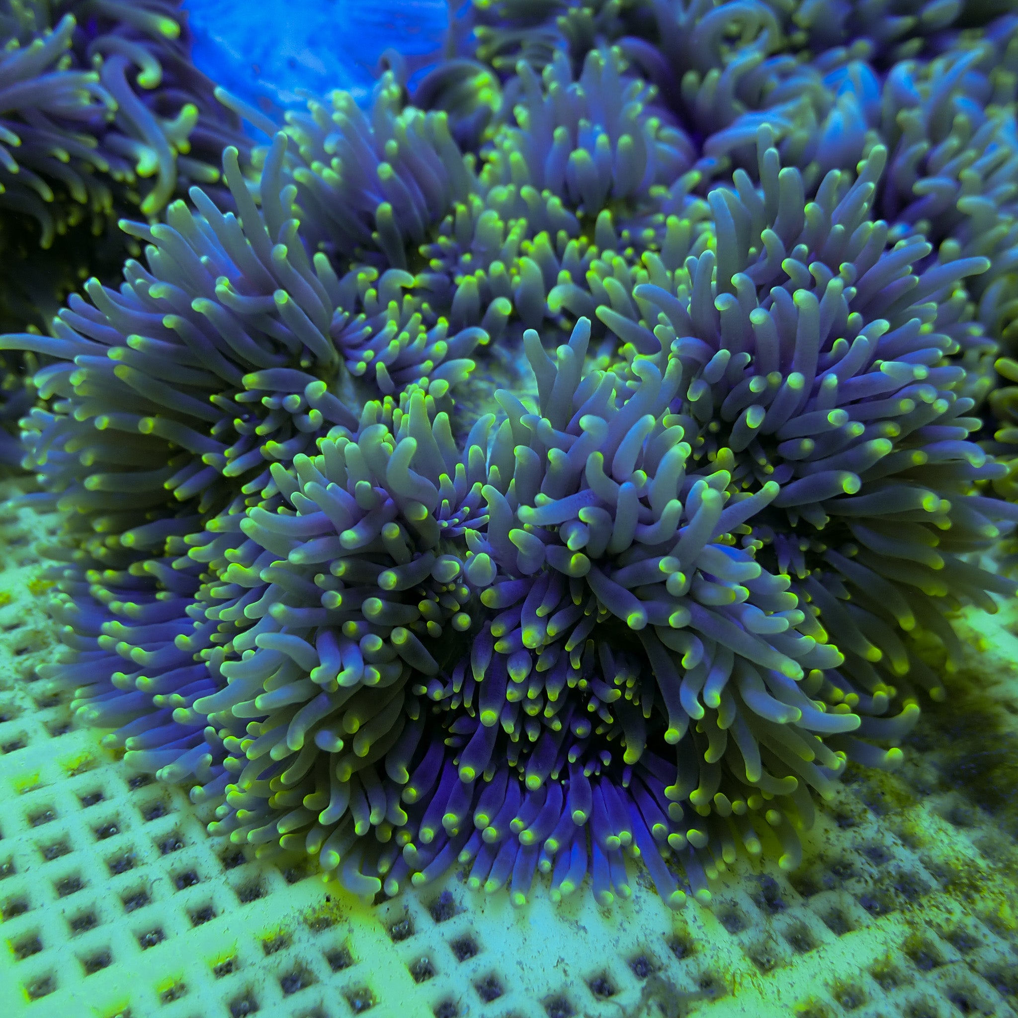 Radianthus crispa