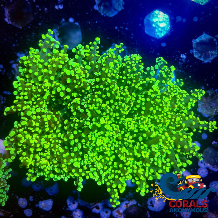 Euphyllia paradivisa