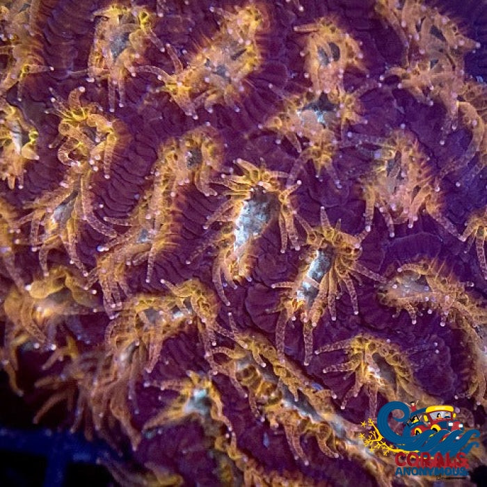 Orange Teal Platygyra (1” frag)