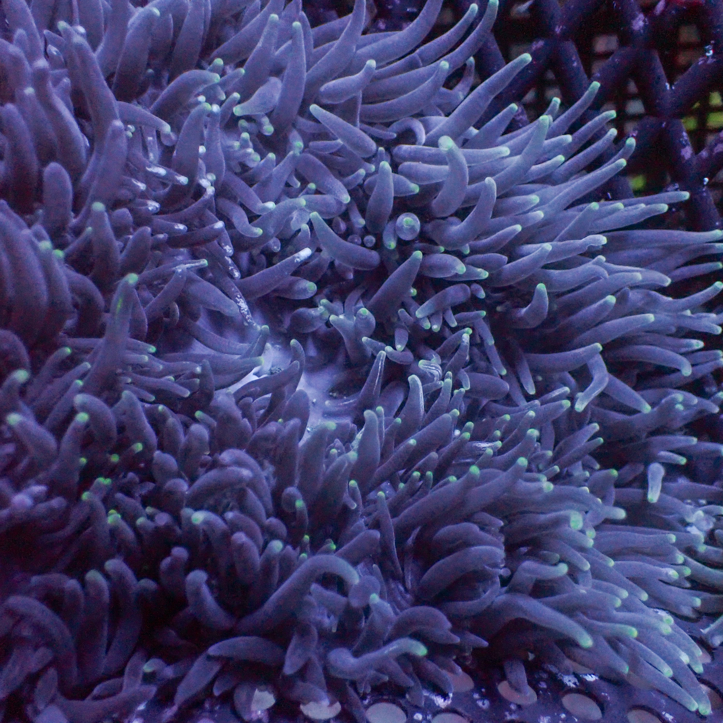 Radianthus crispa