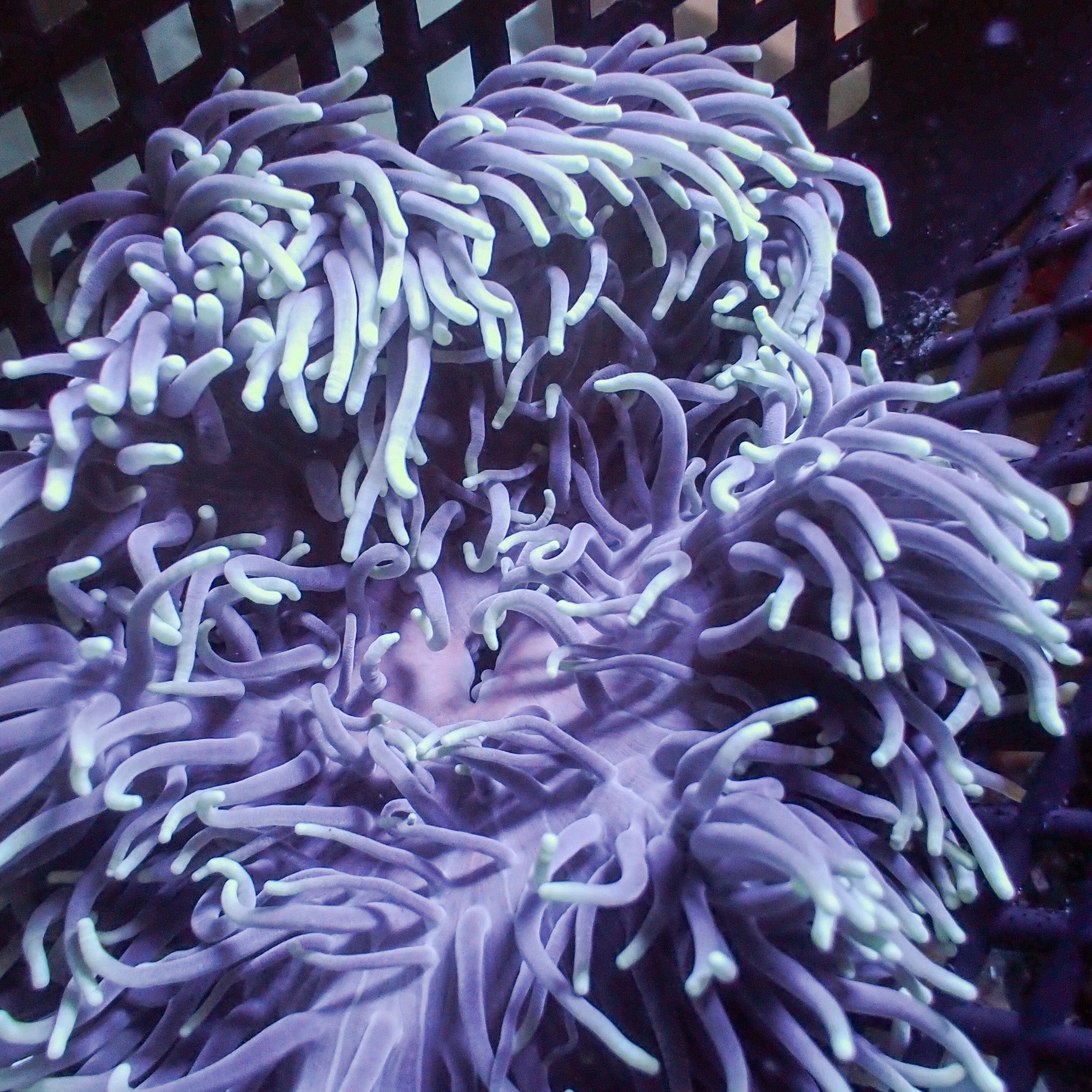 Radianthus crispa