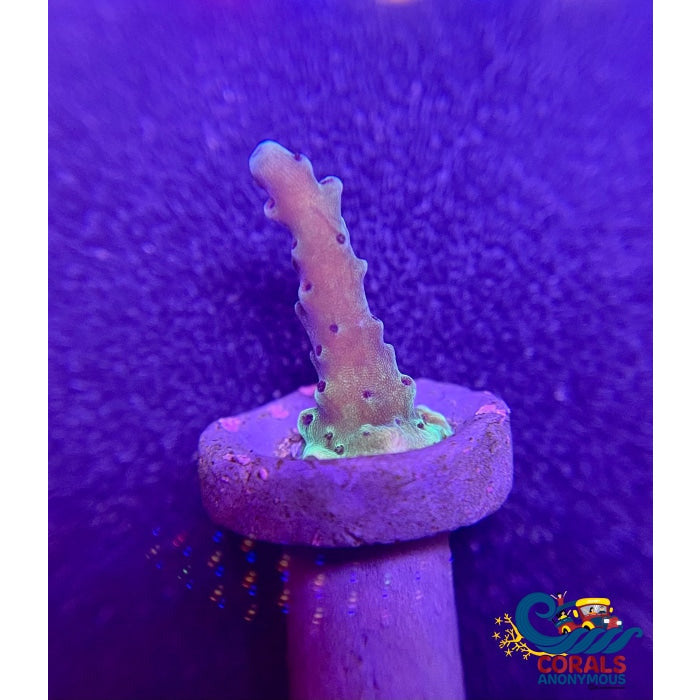 PC Rainbow Staghorn (1” Frag)