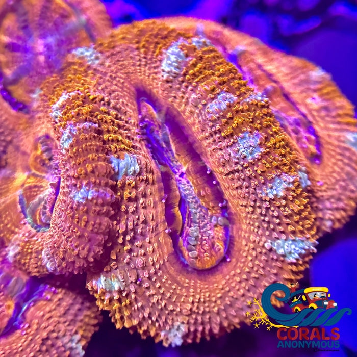 Pink Candy Cane Acans (2-3 Polyps)