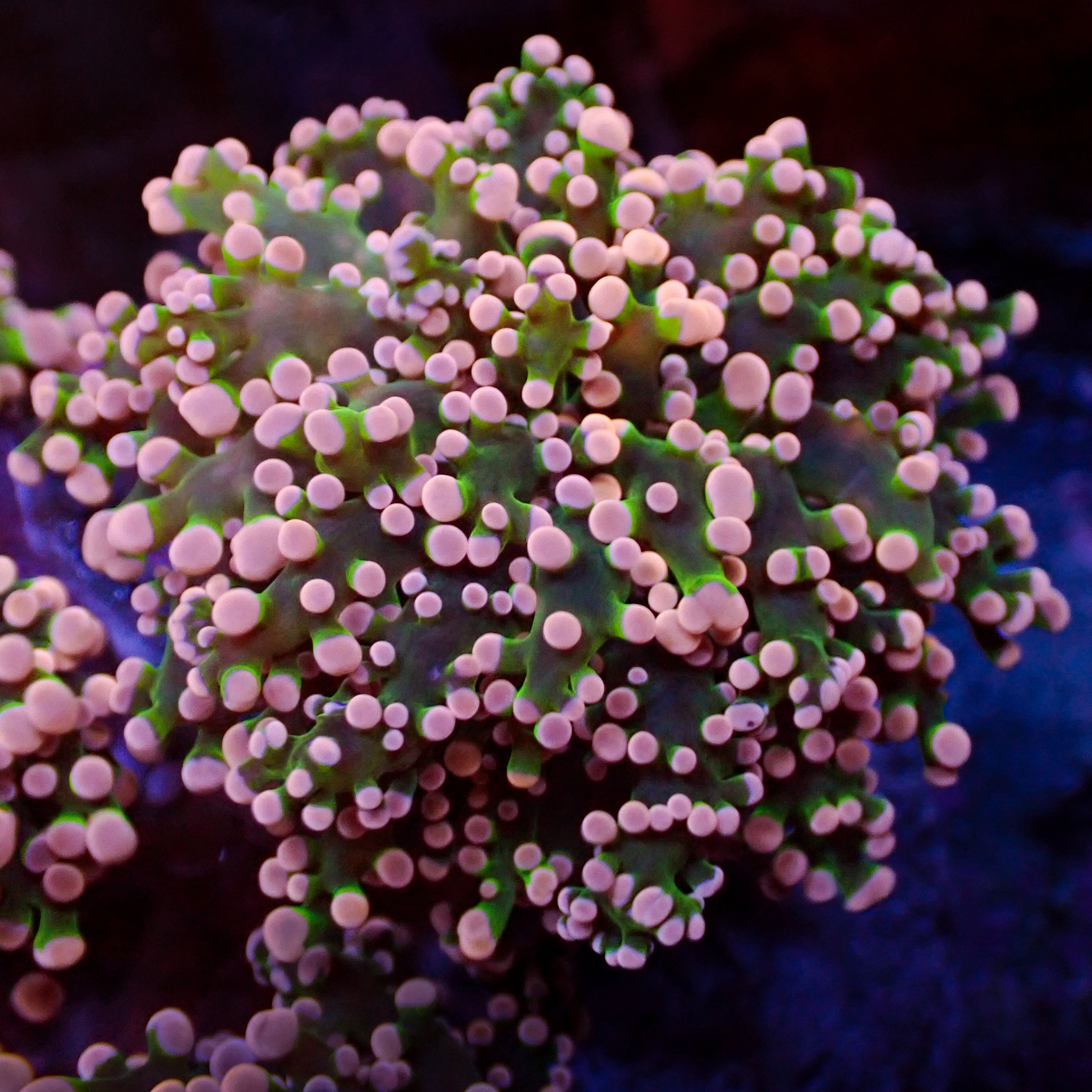 Euphyllia divisa