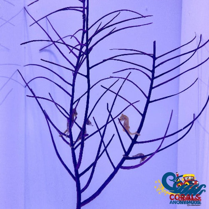 Purple Frilly Gorgonian (3-5” tree Colony)
