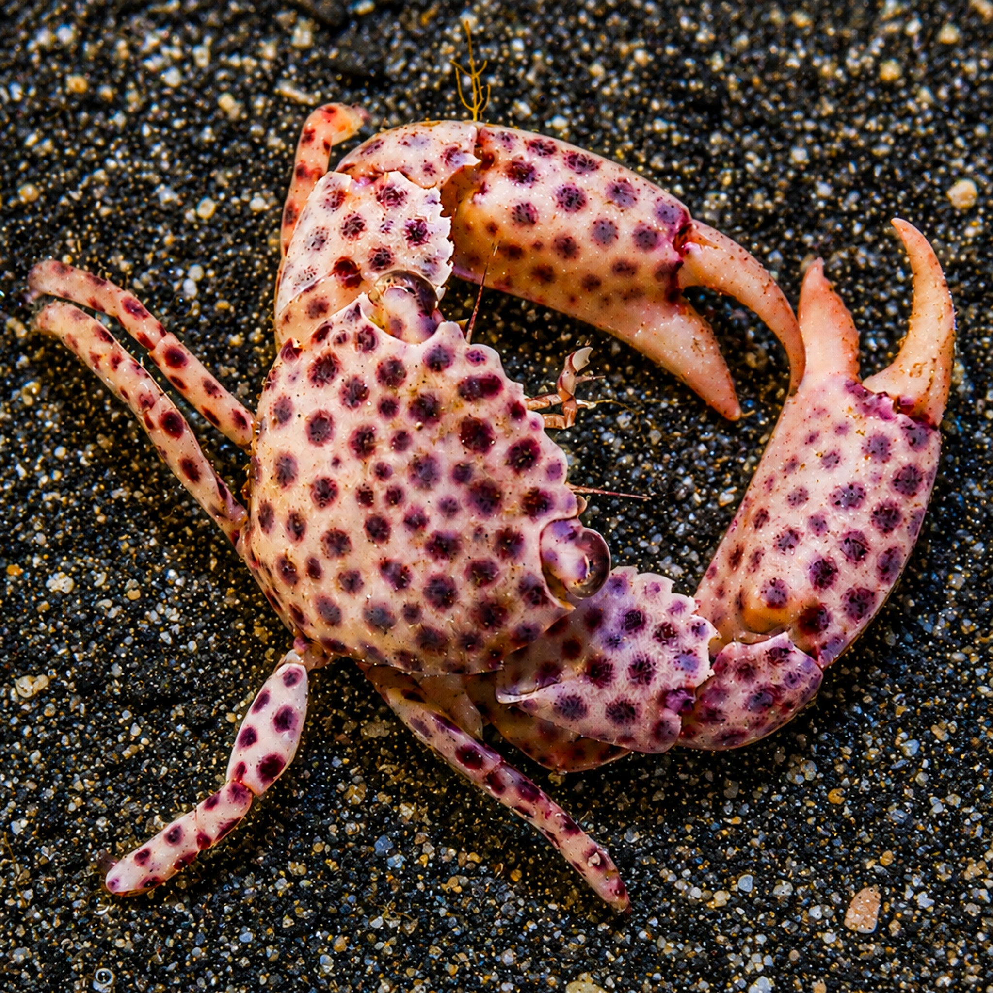Trapezia Pocillopora/Acropora Crab