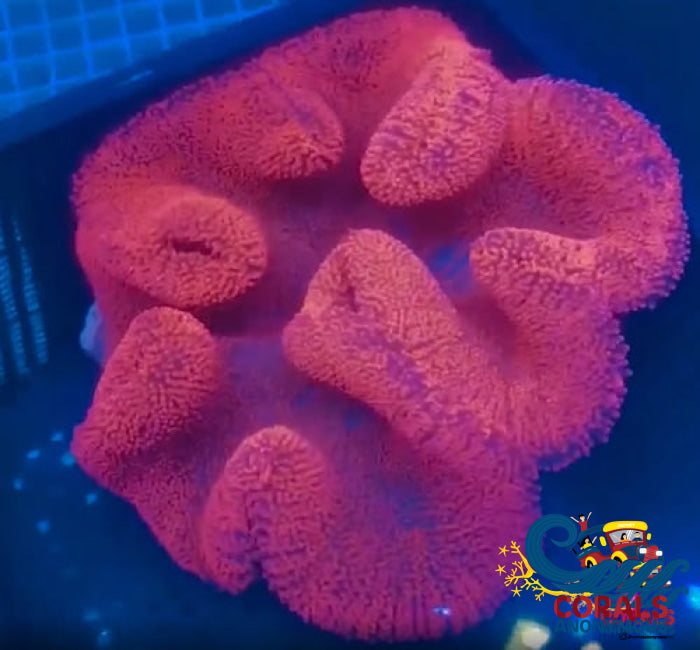 Stichodactyla haddoni