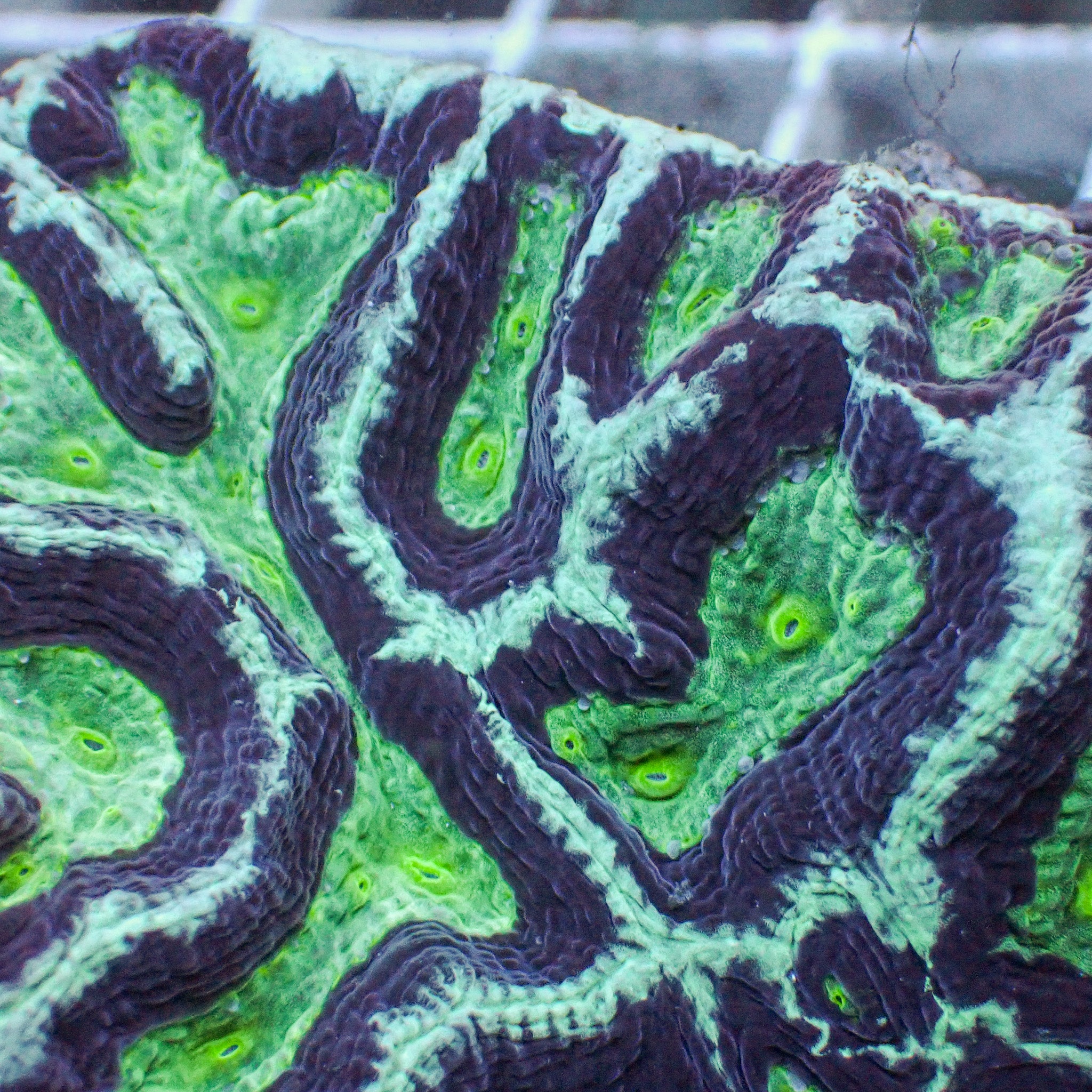 Teal Oasis Rainbow Platygyra (1” Frag)
