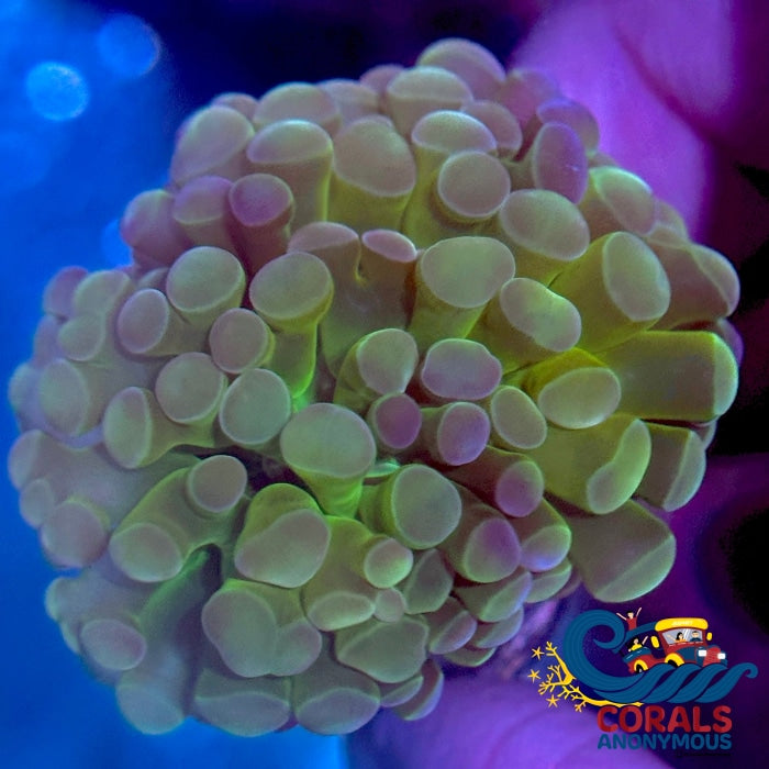 Euphyllia