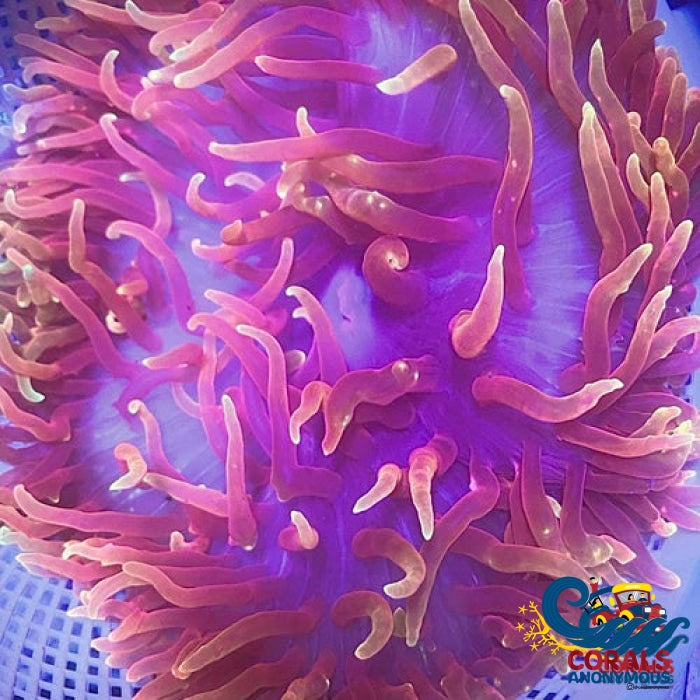 Ultra Red Long Tentacle Anemone (5-7”)