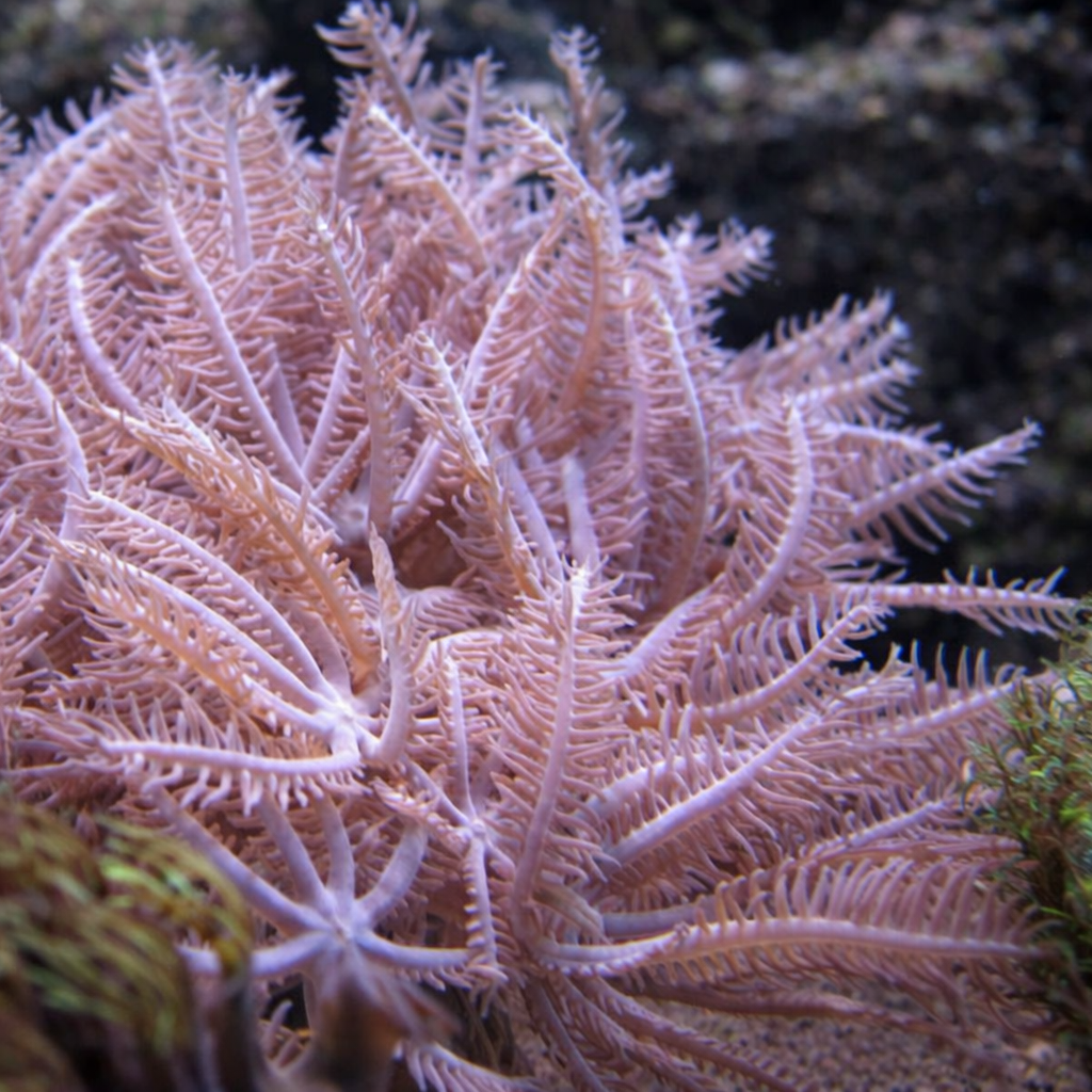Anthelia glauca