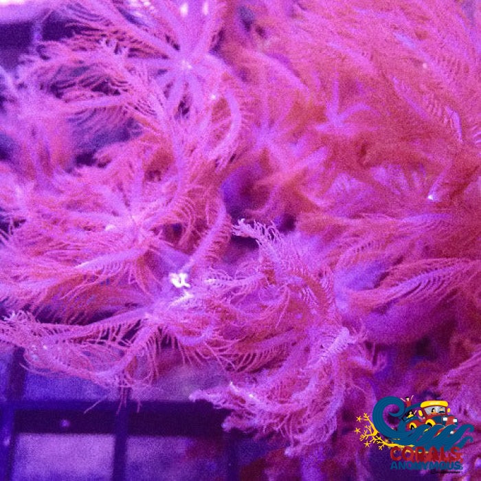 Waving Hands Polyp Soft Coral