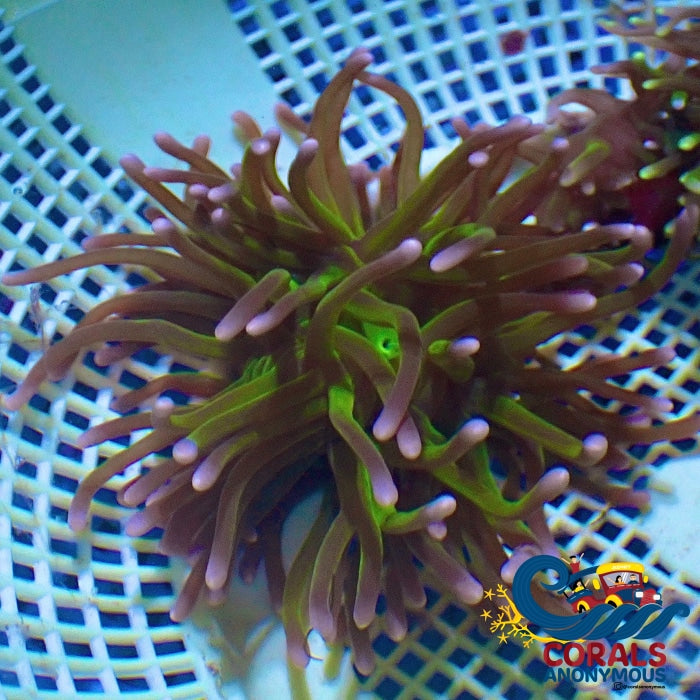 Radianthus doreensis