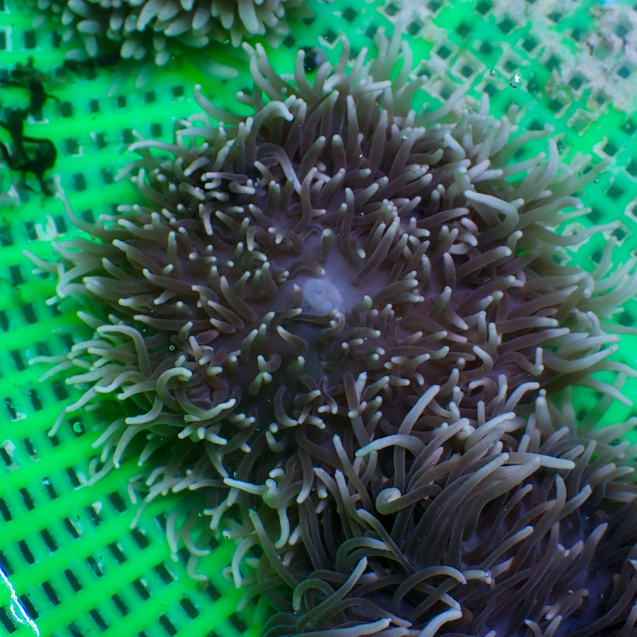 Radianthus crispa