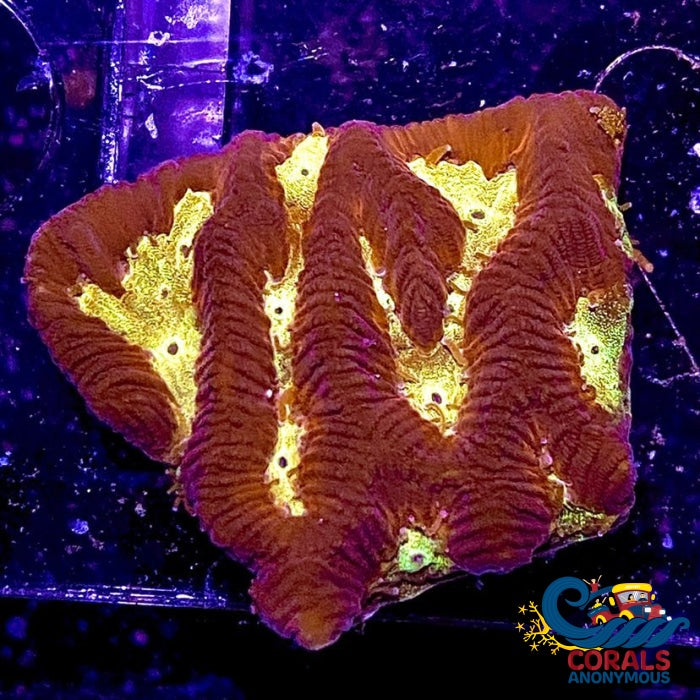 WYGSIWYG Firestorm Platygyra (1” frag)