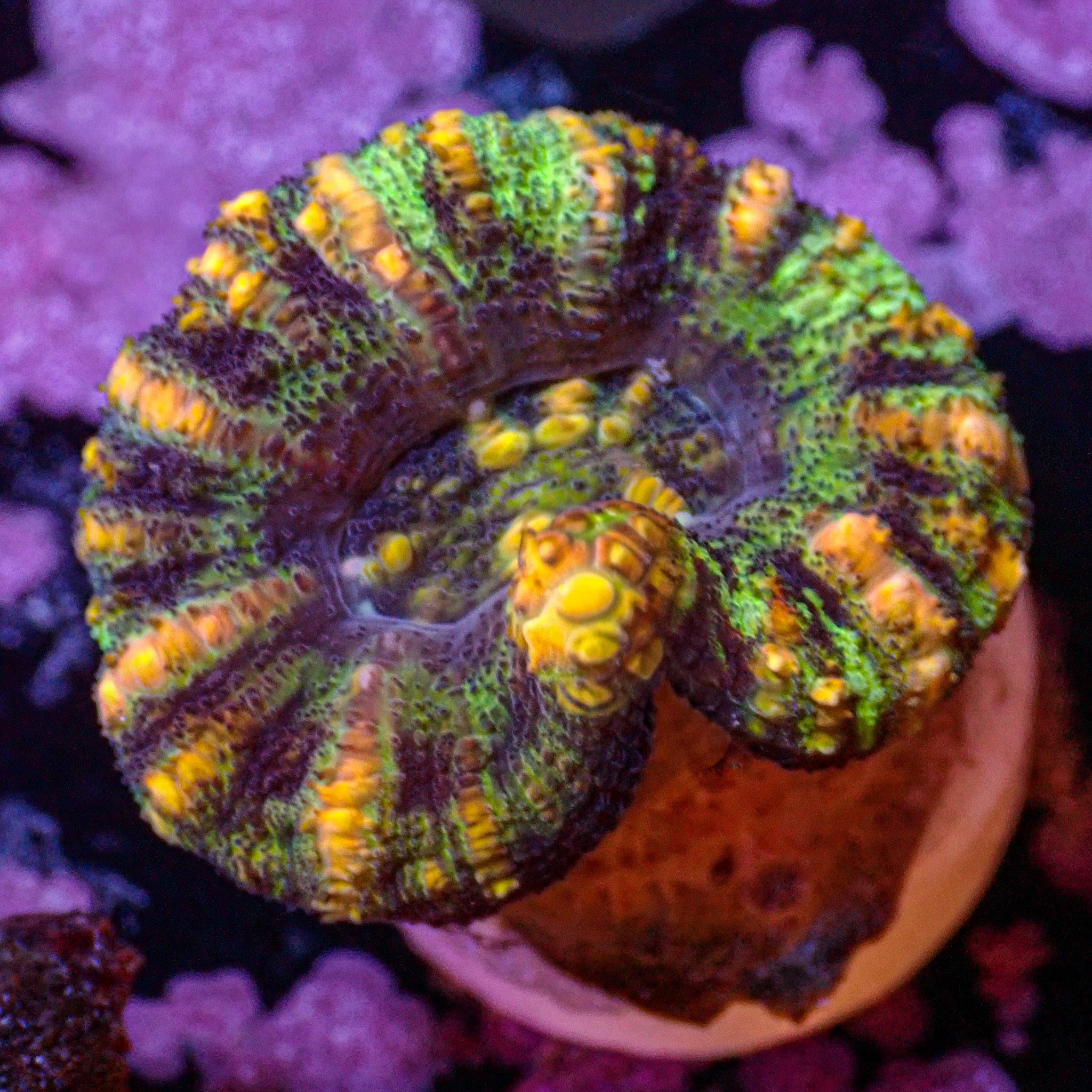 Homophyllia australis