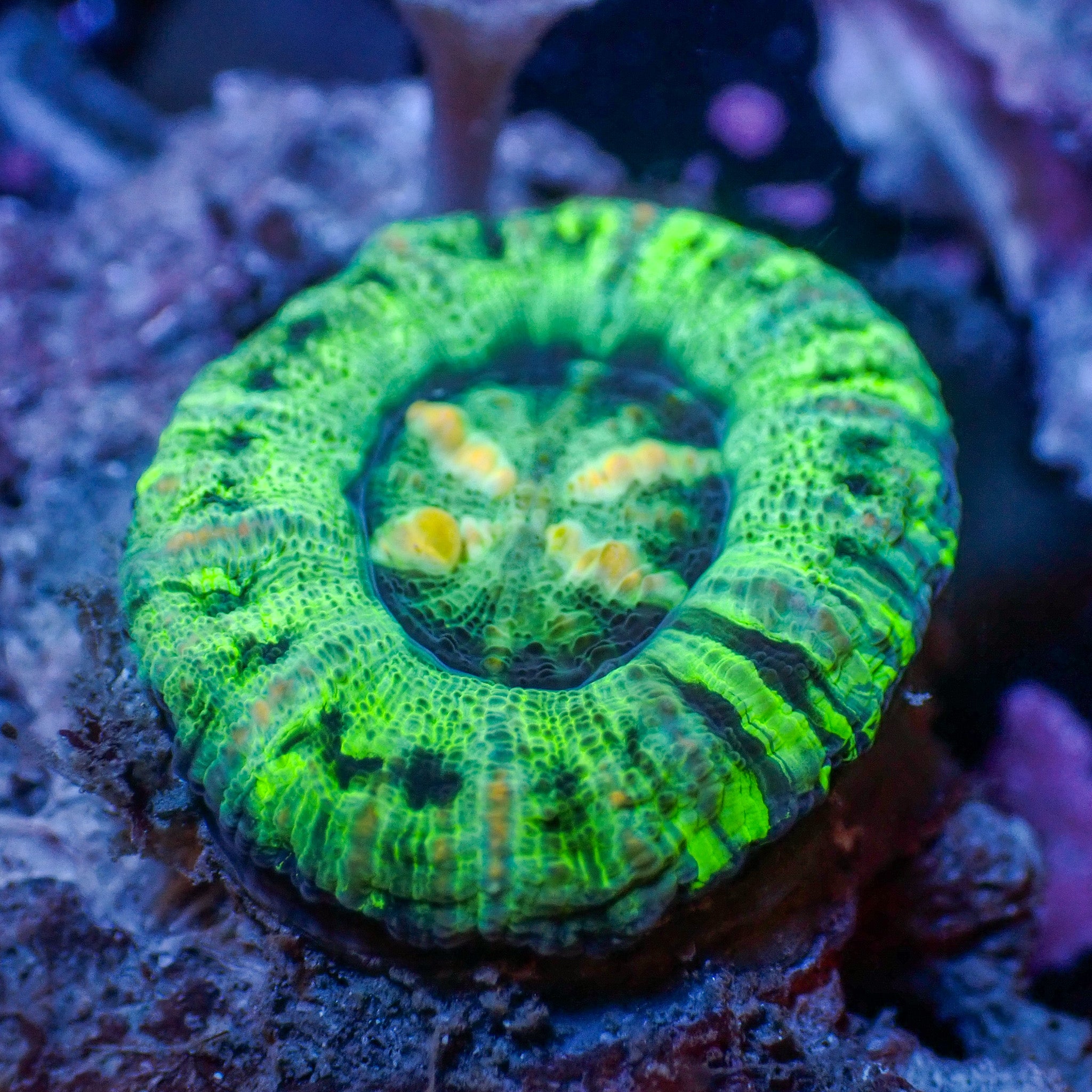 Homophyllia australis
