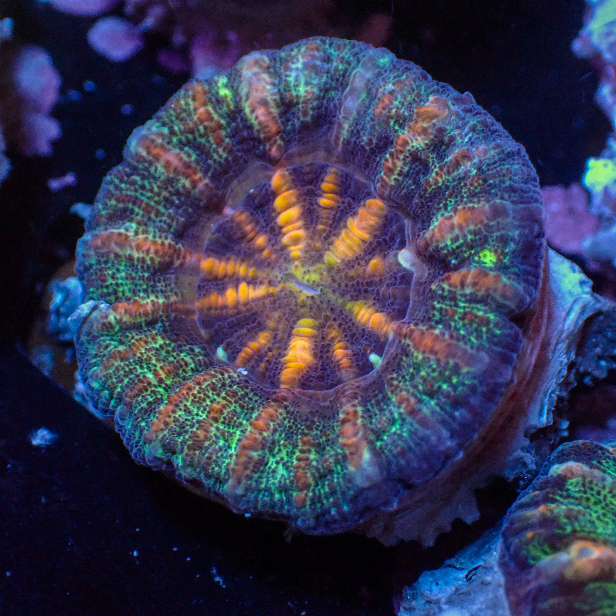 Homophyllia australis