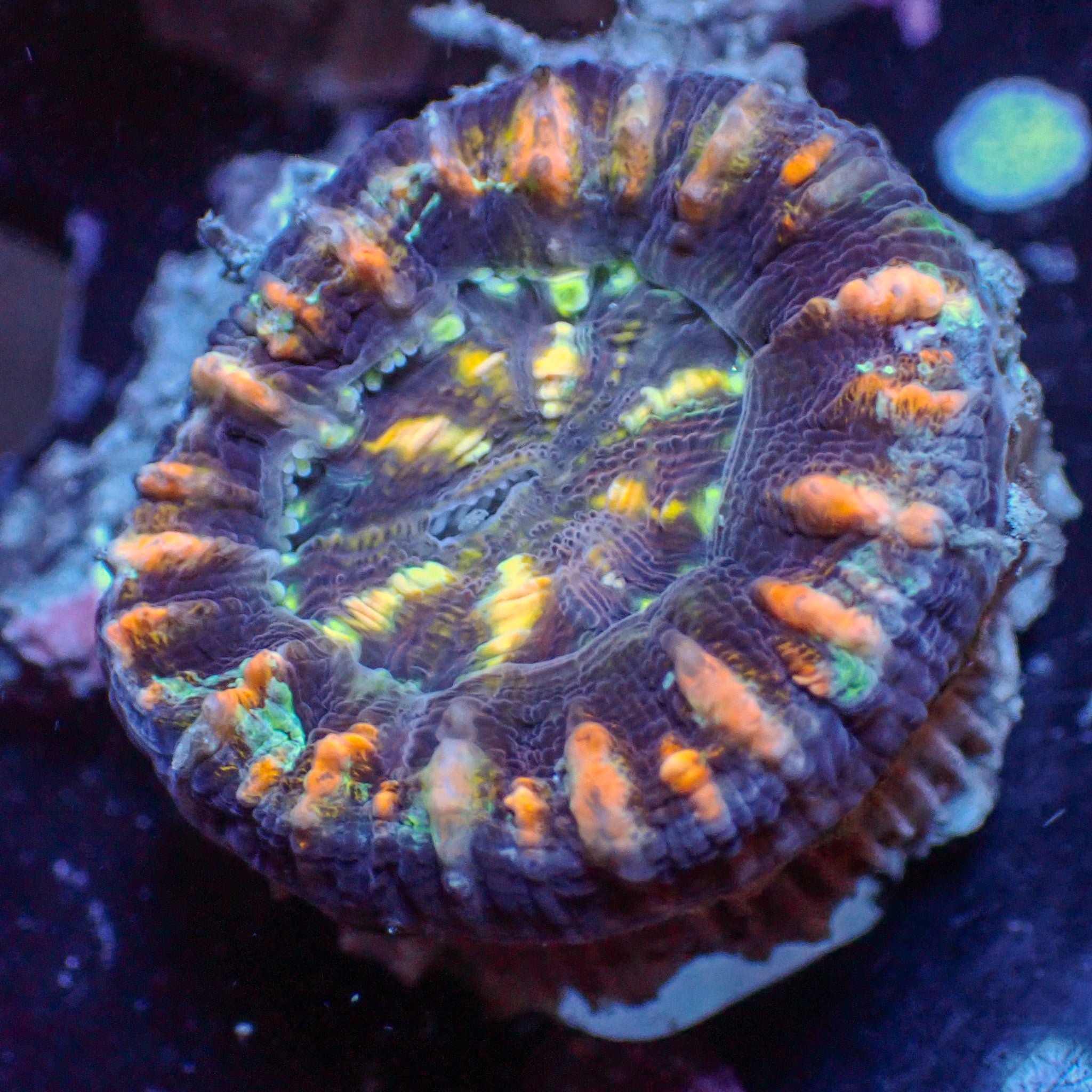 Homophyllia australis