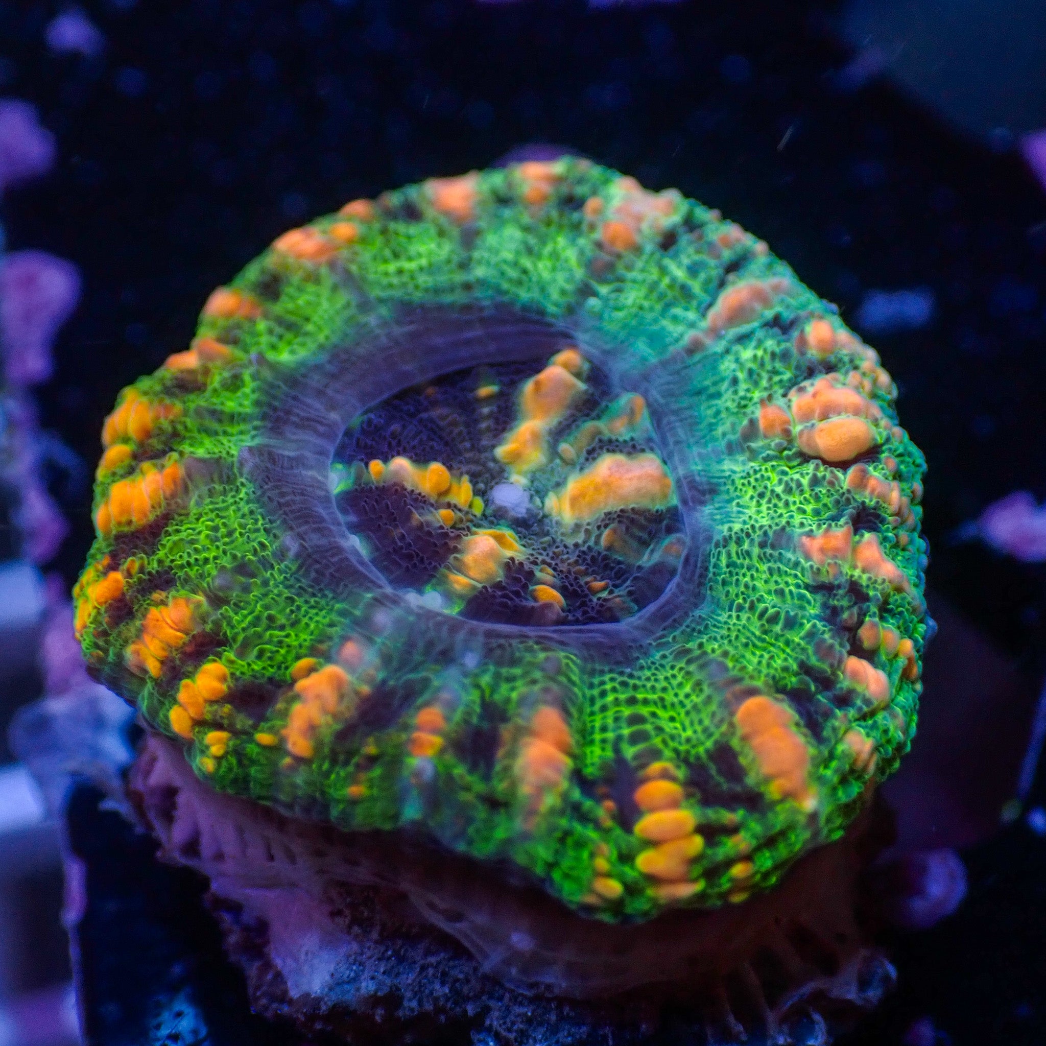 Homophyllia australis