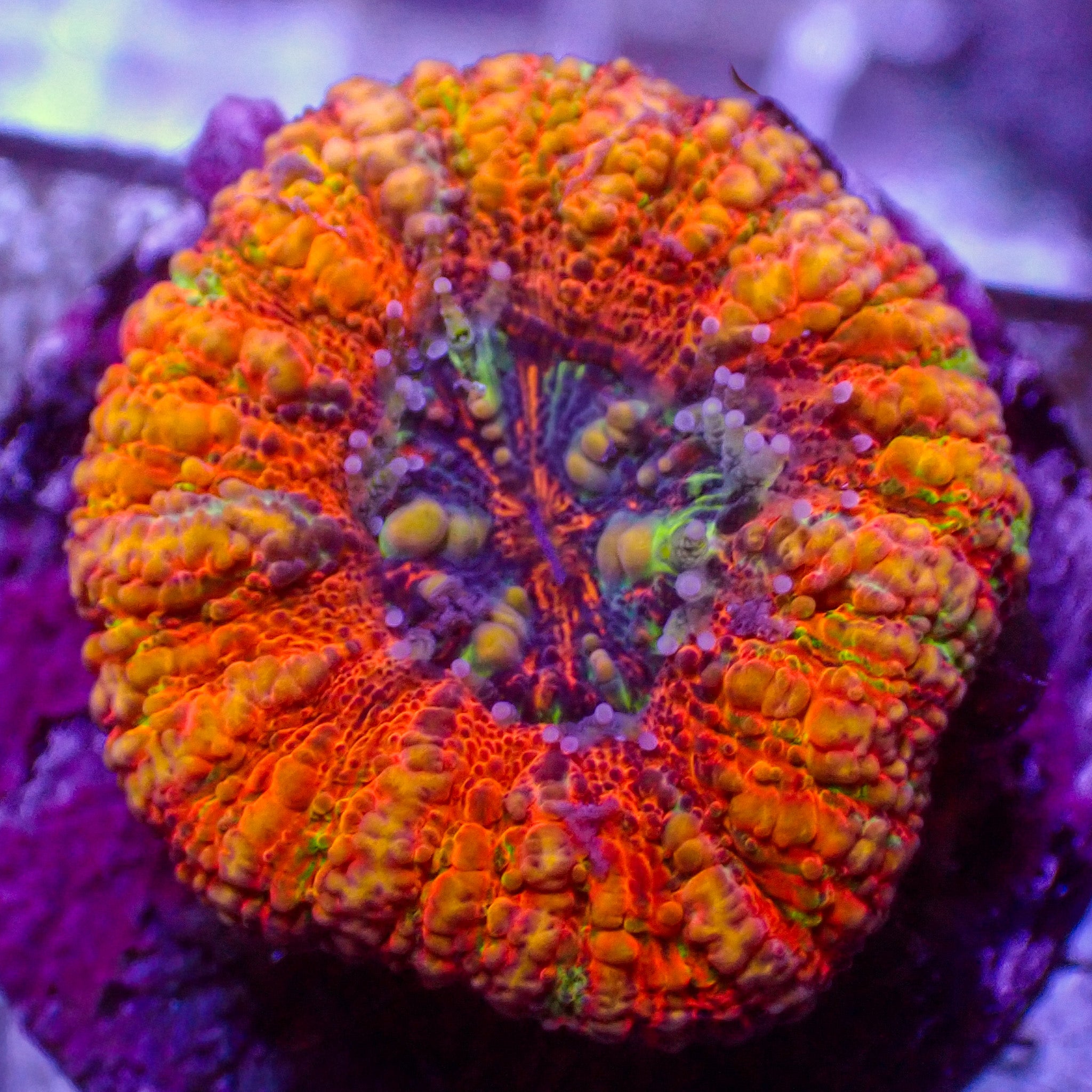 Homophyllia australis