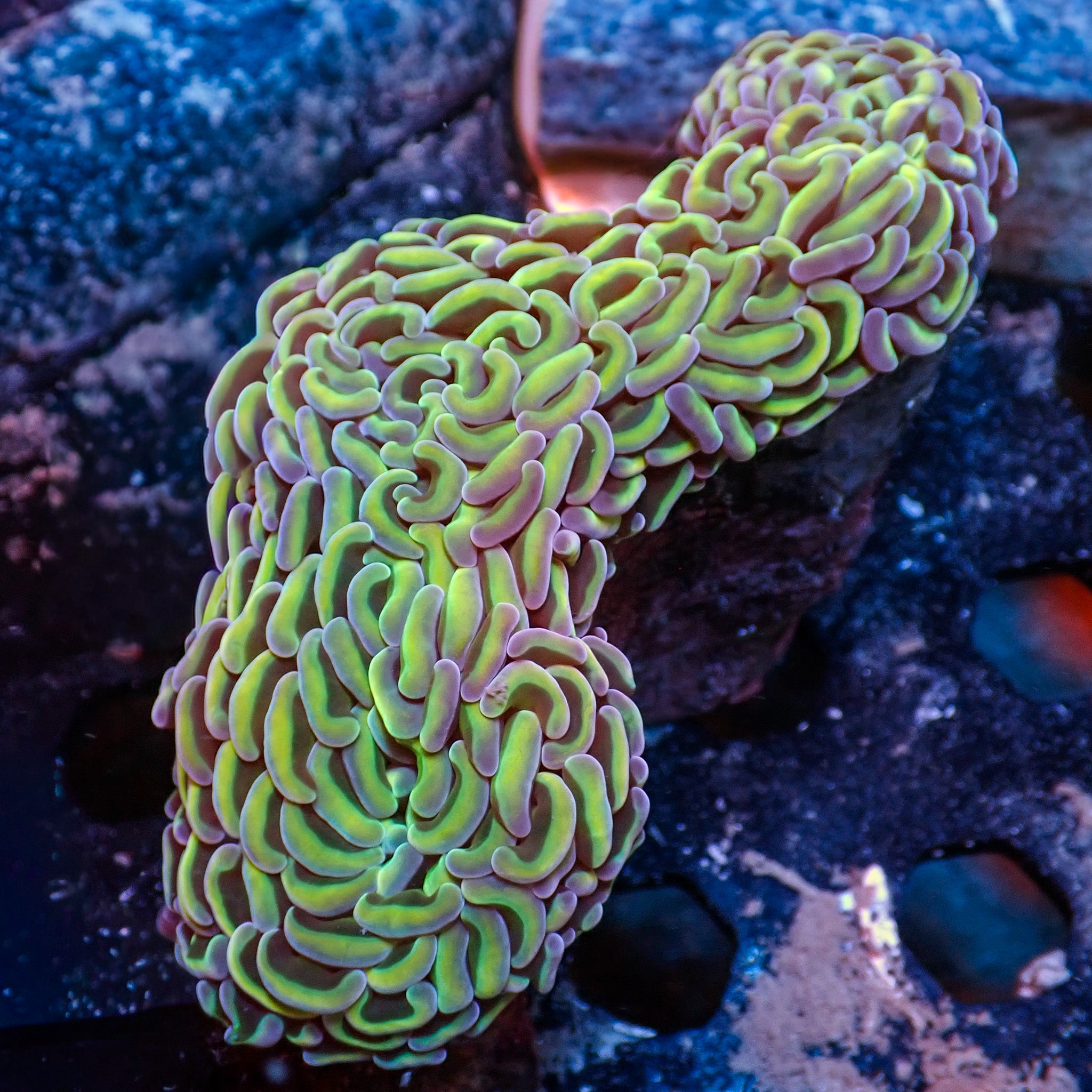 Fimbriaphyllia ancora