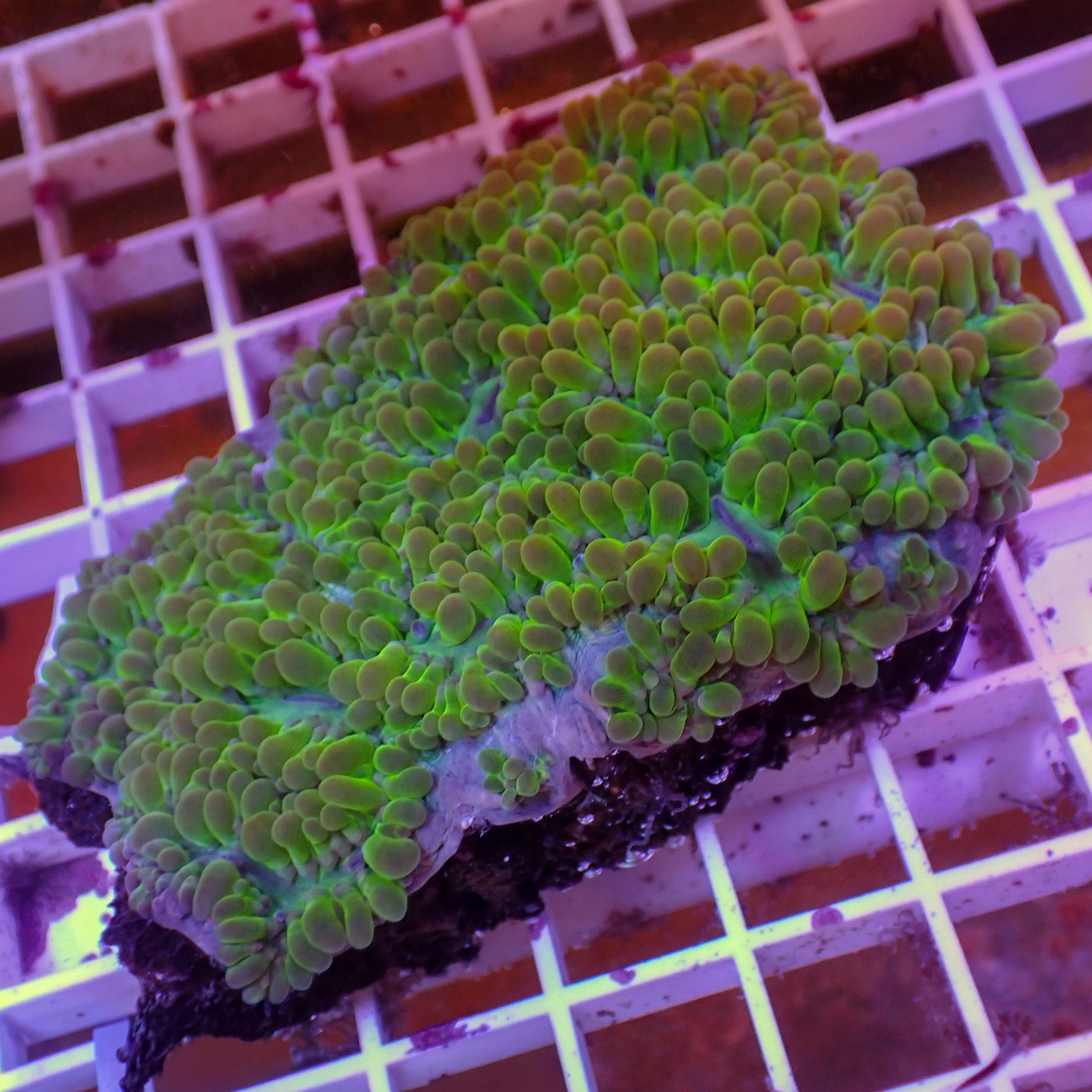 Plerogyra sinuosa