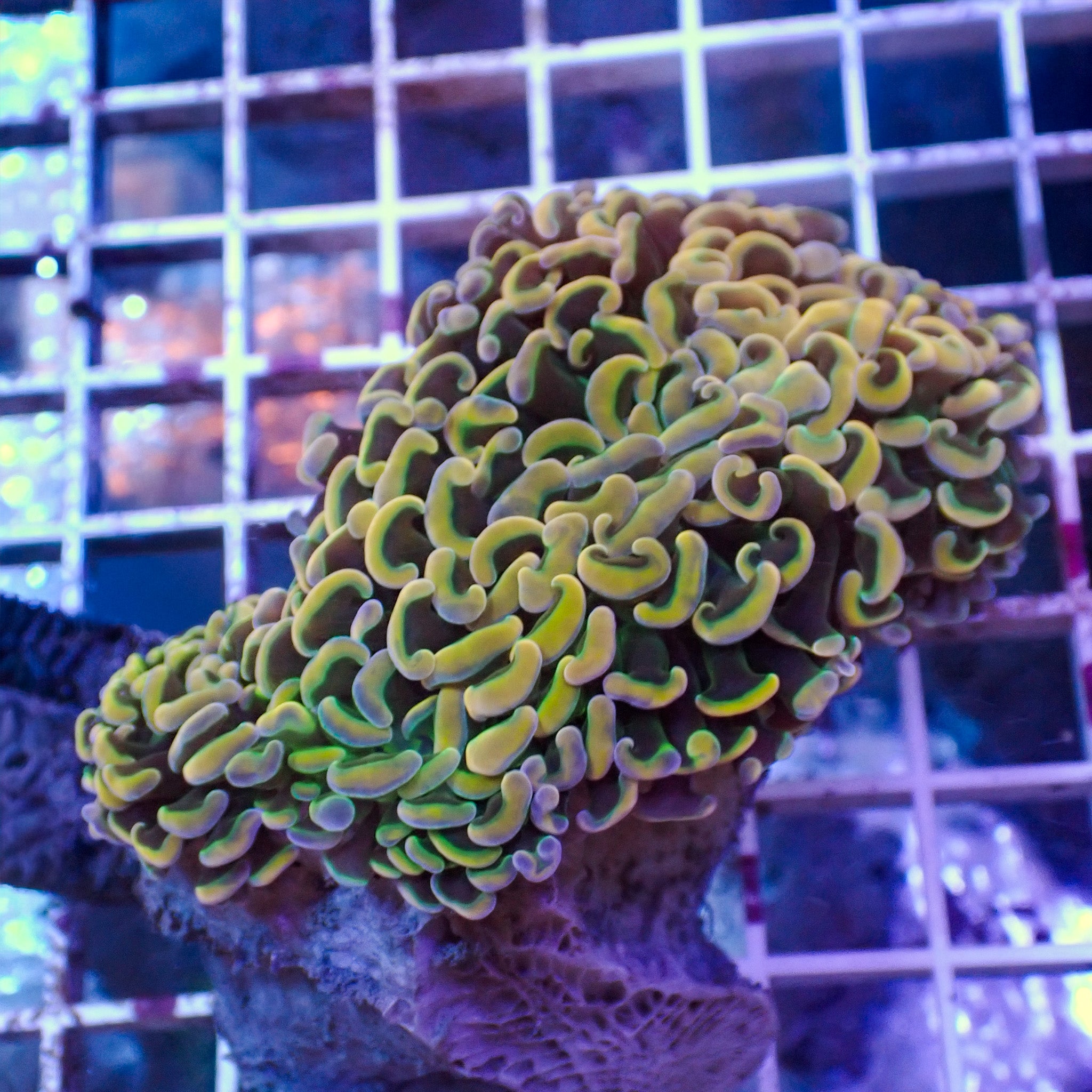 Fimbriaphyllia ancora