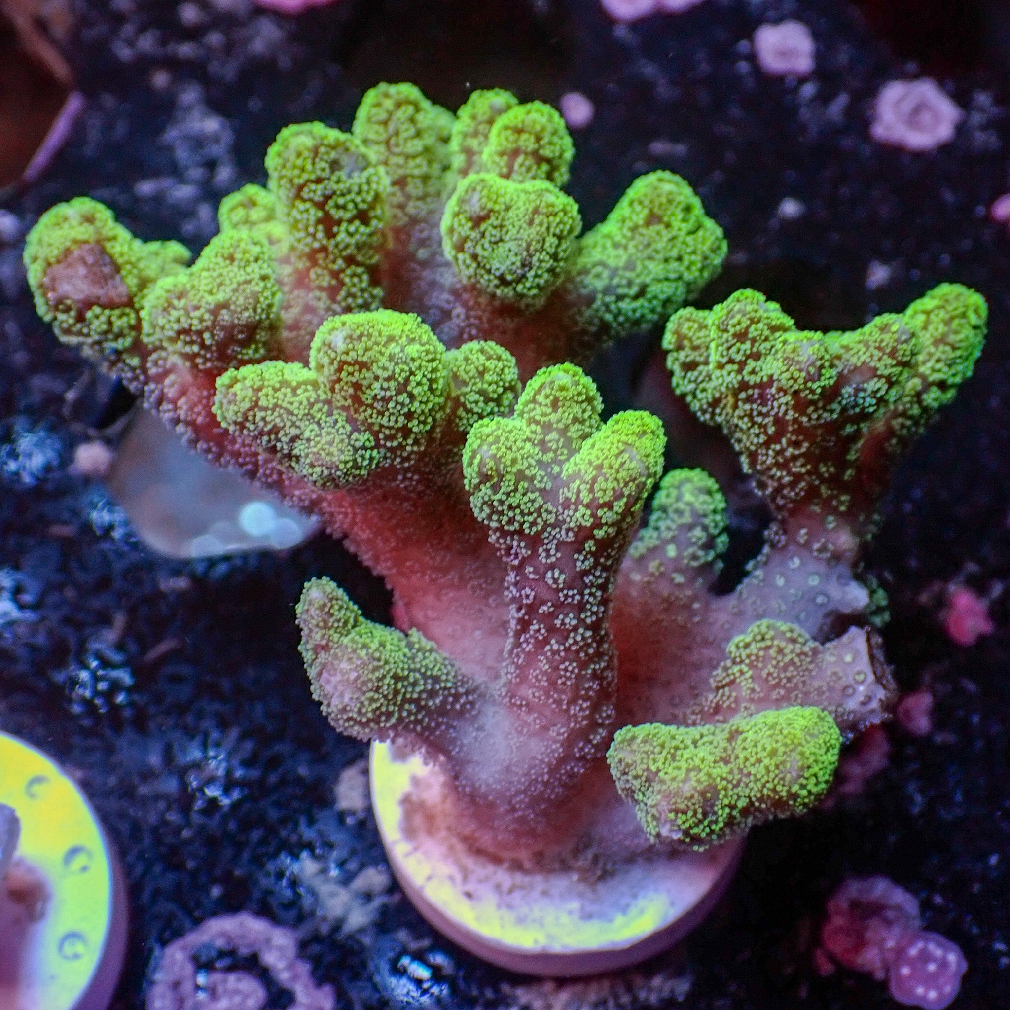 WYSIWYG Green Tip Bird's Nest Seriatopora SPS Coral (2-3")