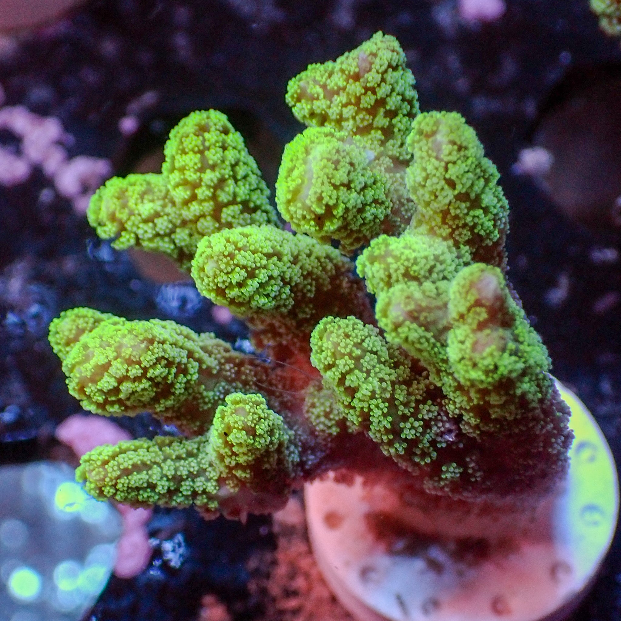 WYSIWYG Green Tip Bird's Nest Seriatopora SPS Coral (2-3")
