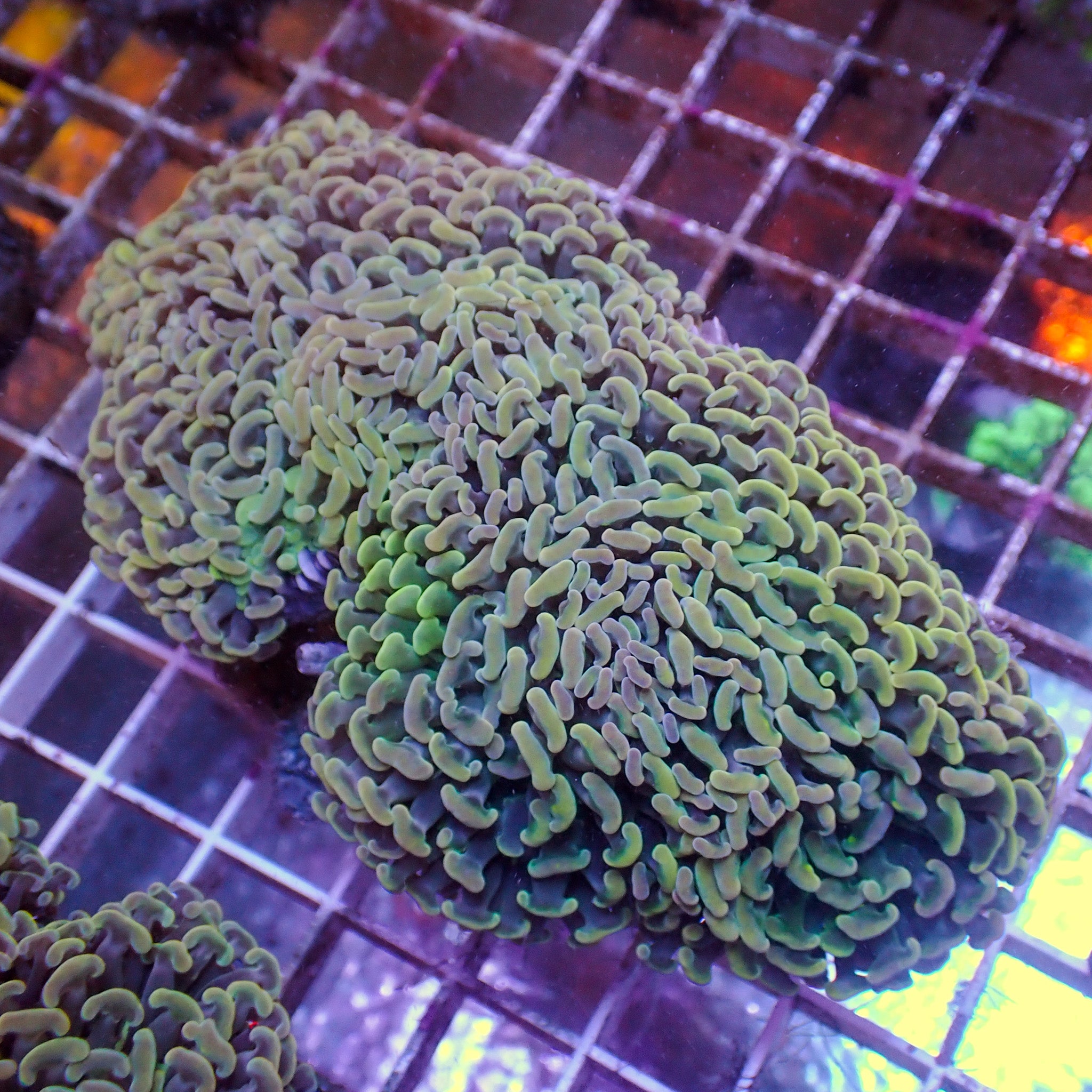 Fimbriaphyllia ancora