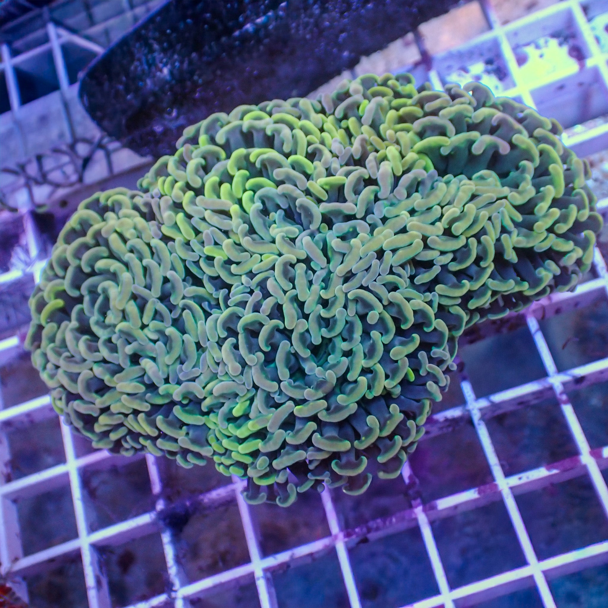 Fimbriaphyllia ancora