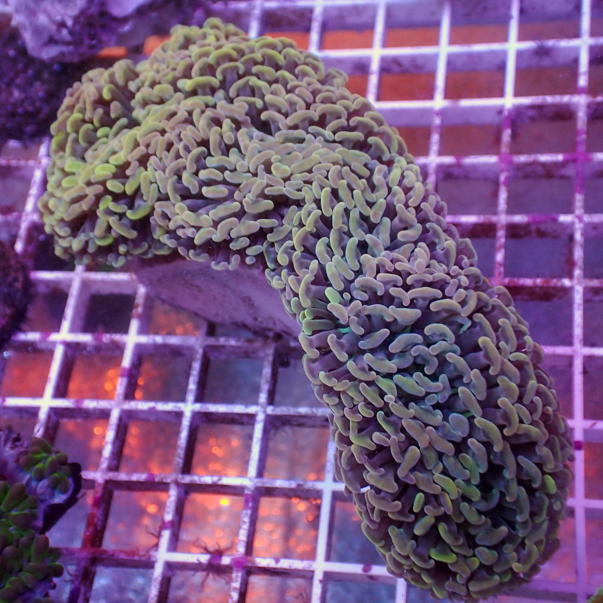 Fimbriaphyllia ancora