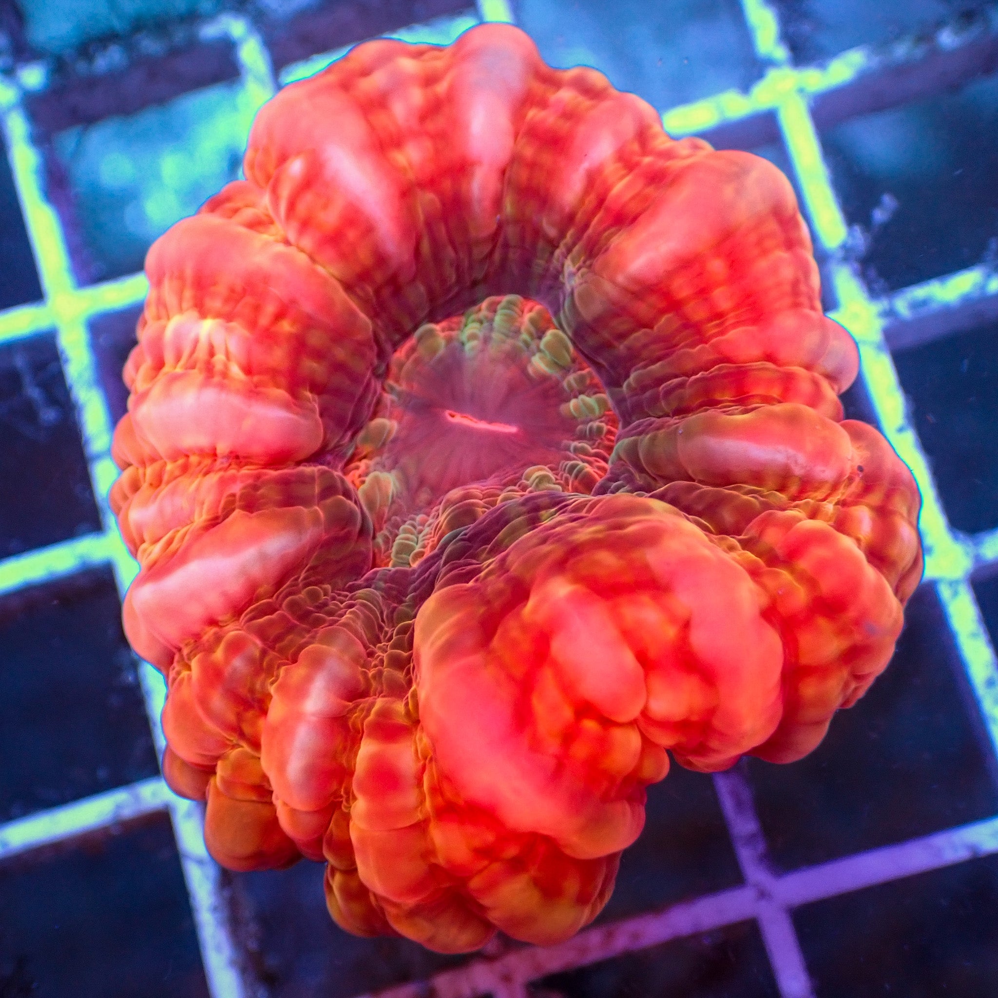 WYSIWYG Multicolor Strawberry Red Cynarina (3-4")