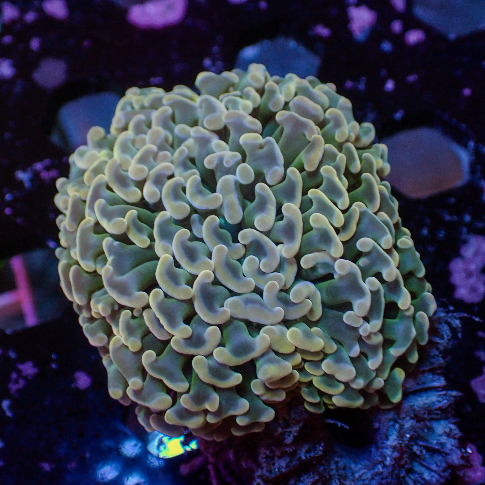 Fimbriaphyllia ancora