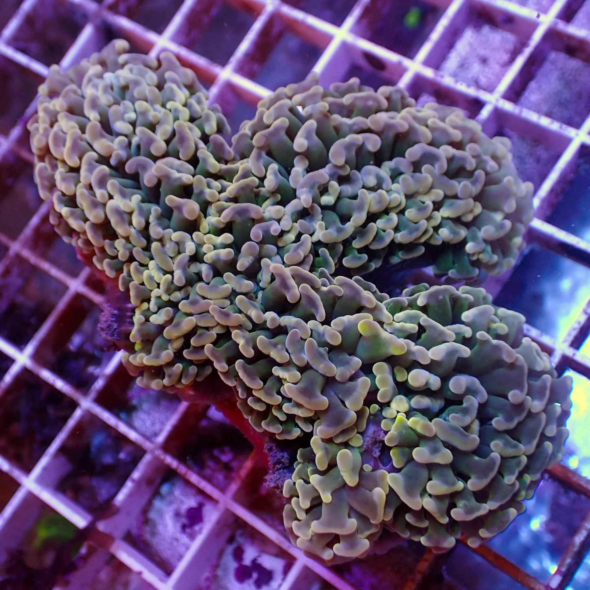 Fimbriaphyllia ancora