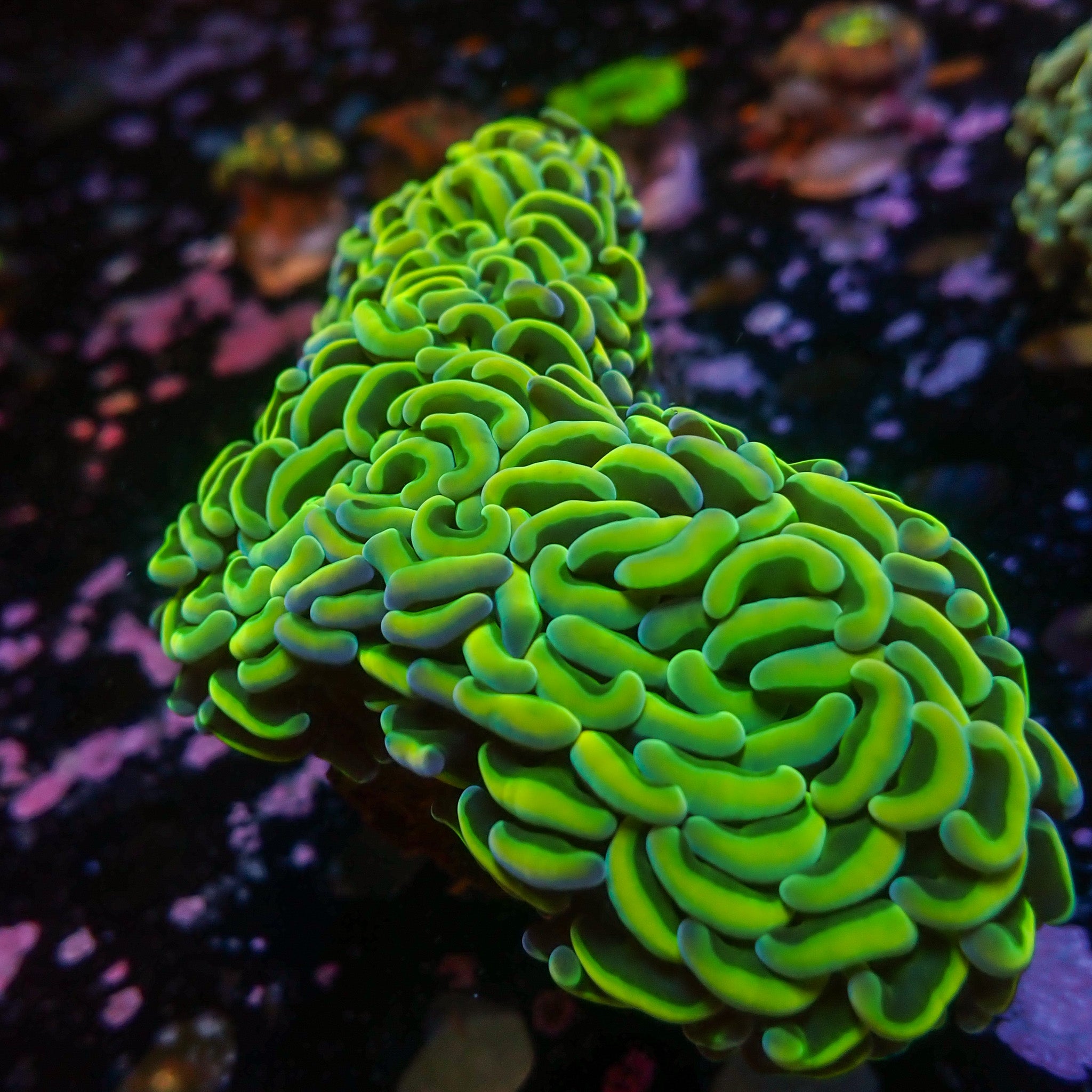 Fimbriaphyllia ancora