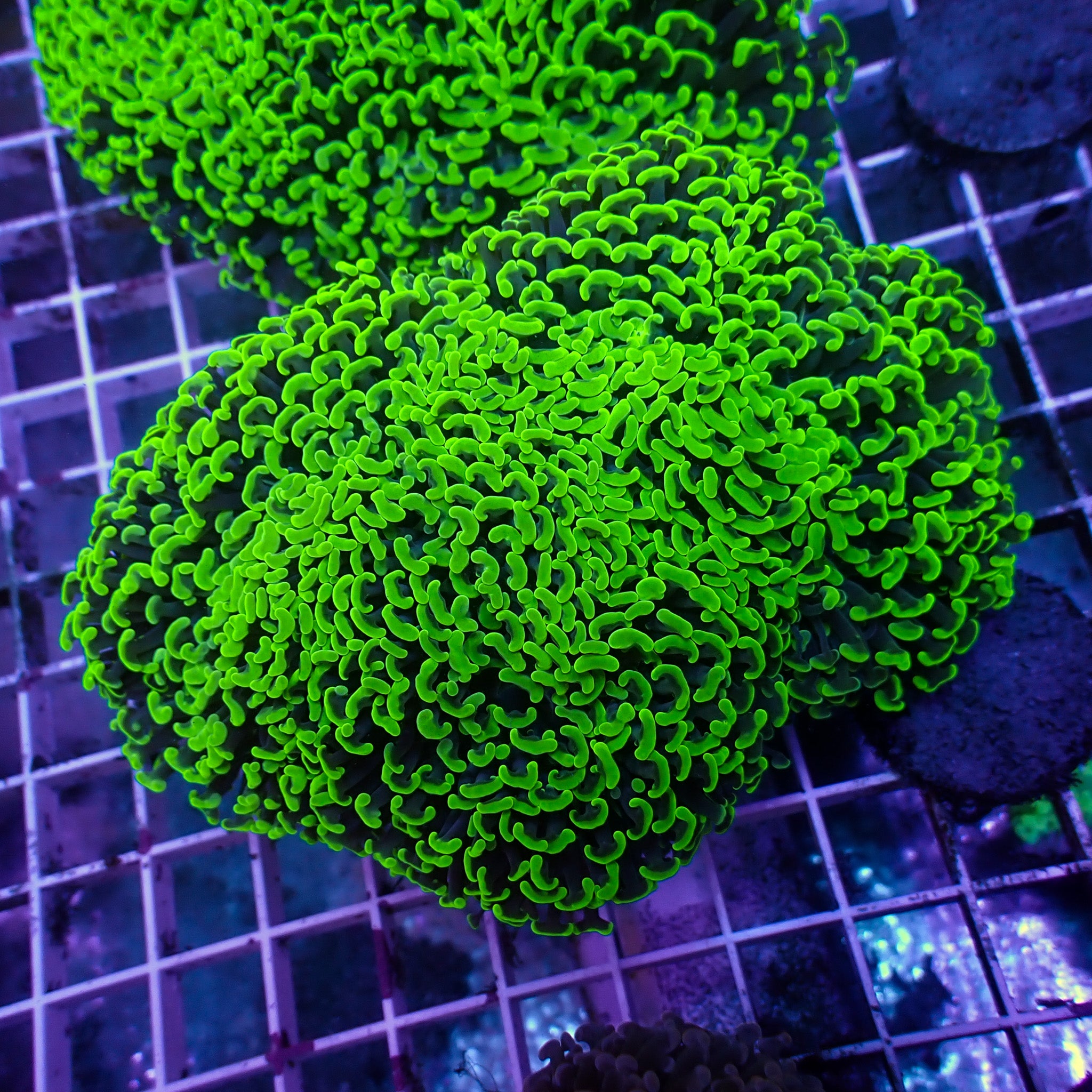 Fimbriaphyllia ancora