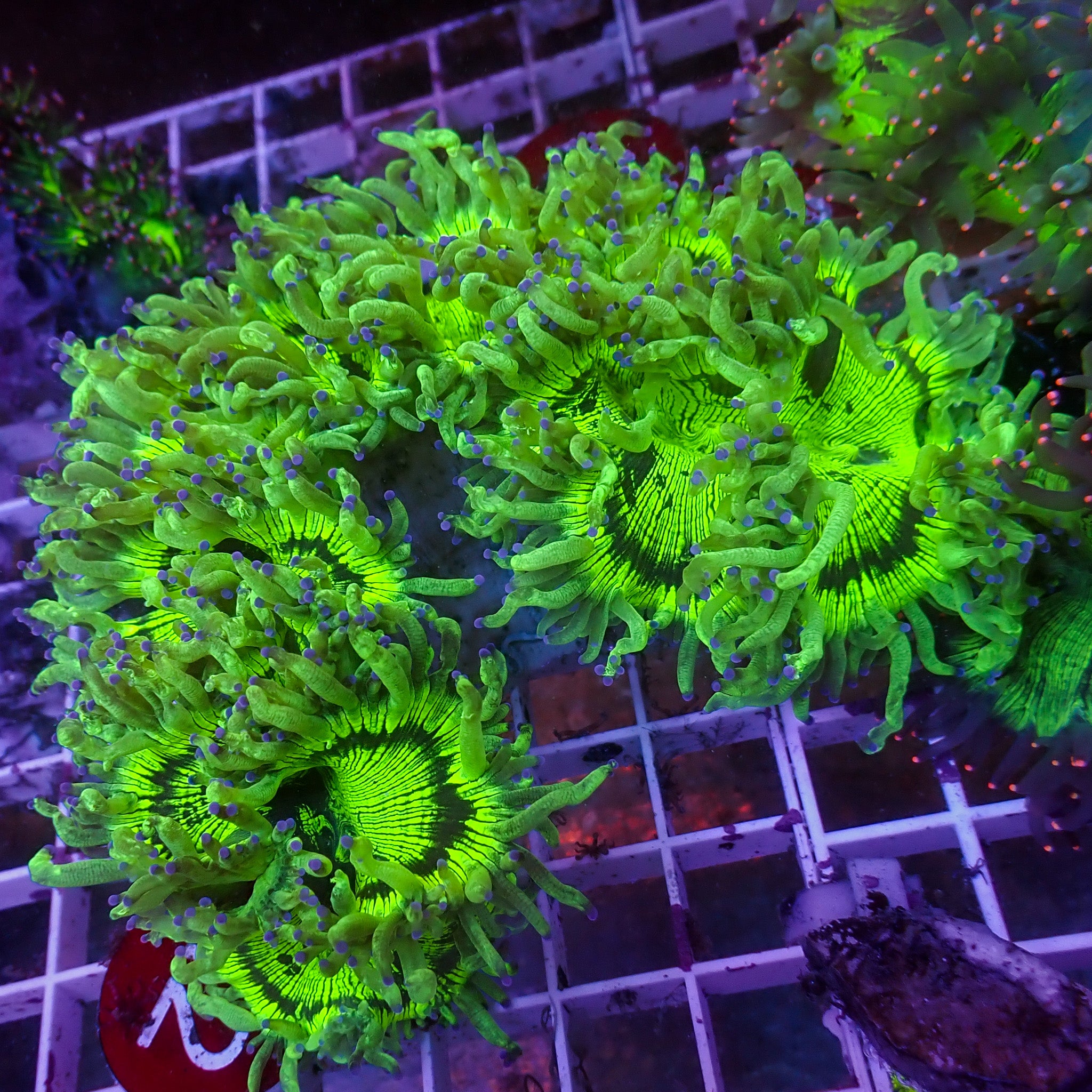 Catalaphyllia jardinei