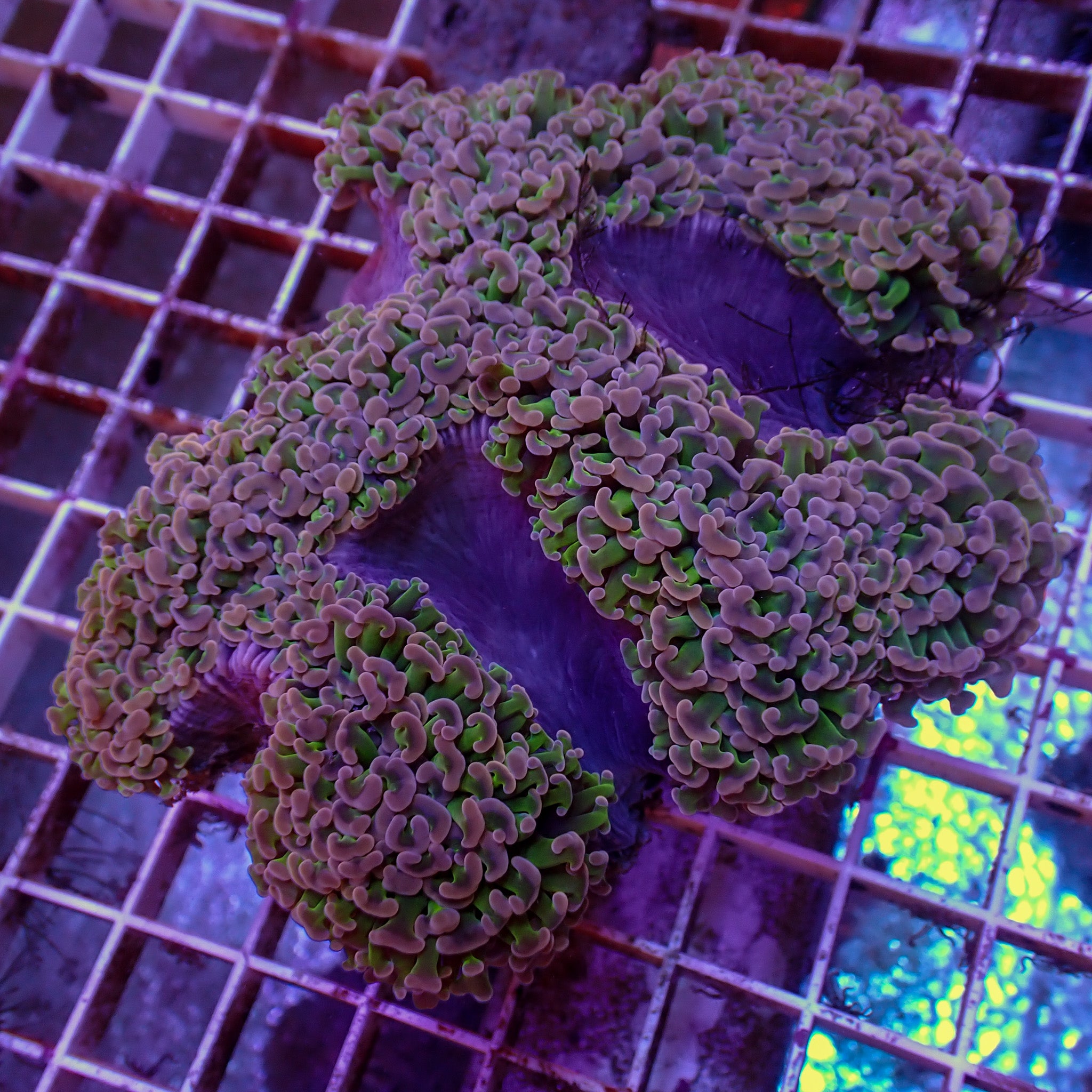 Fimbriaphyllia ancora