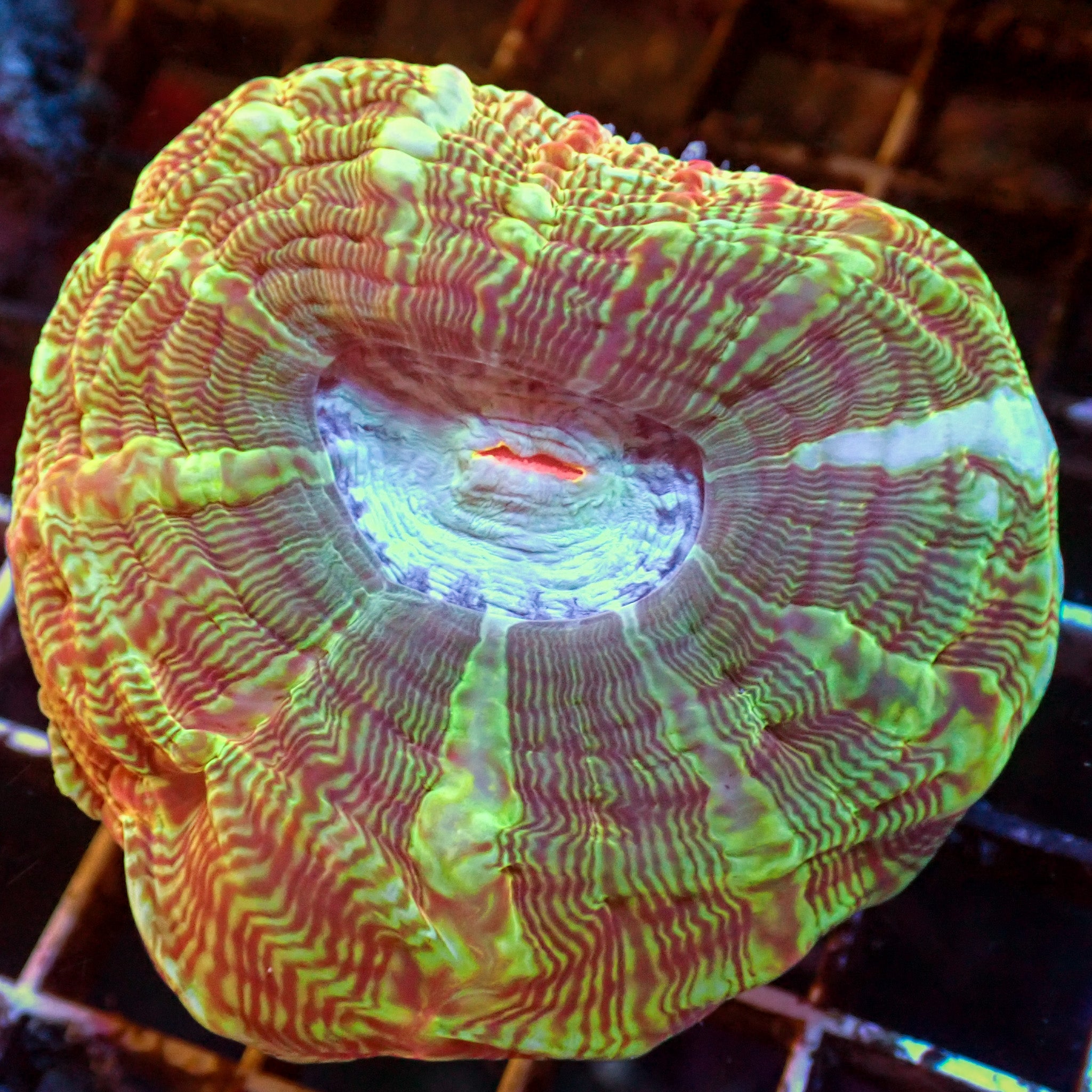 WYSIWYG Rainbow Lemon Sour Cynarina (1-2”)