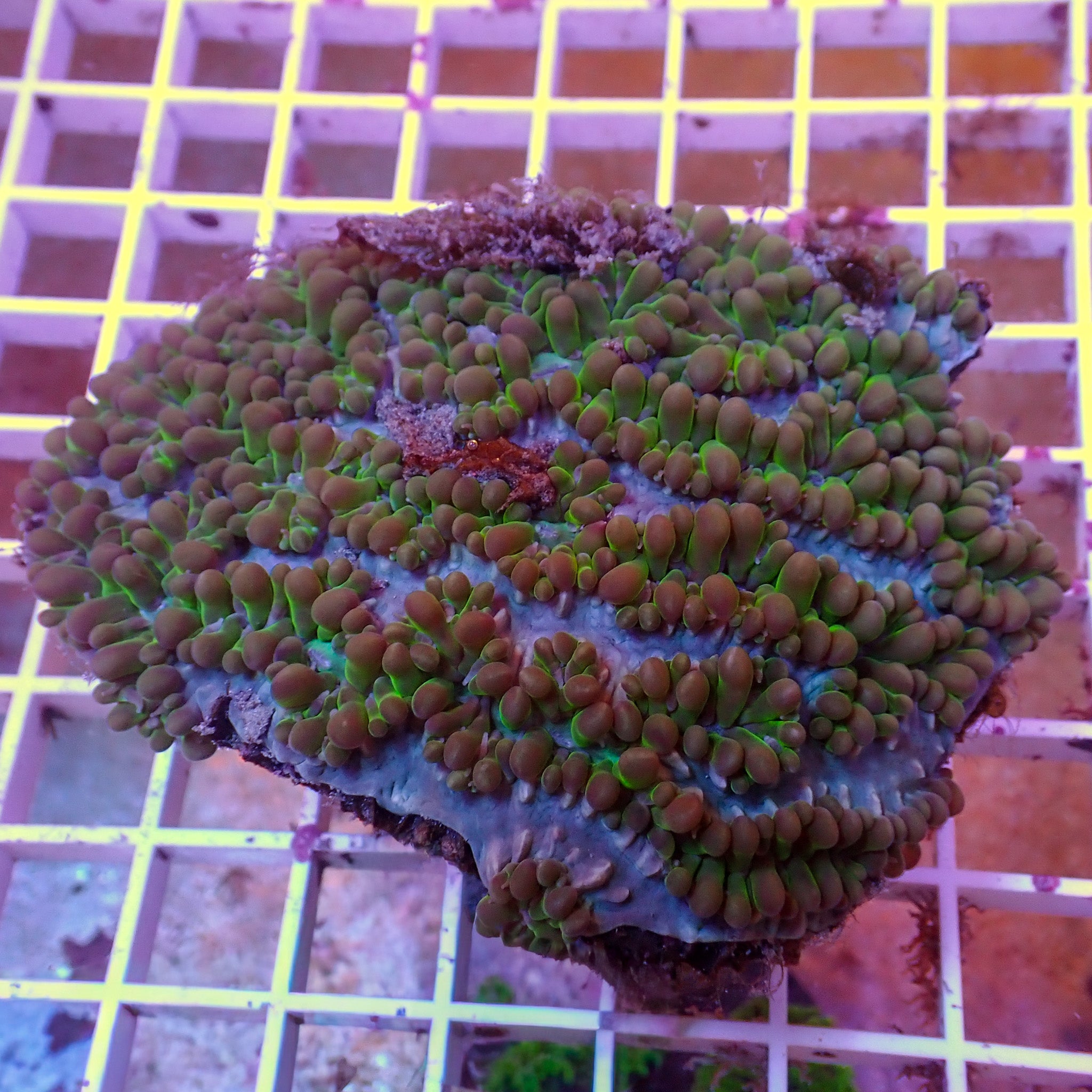Plerogyra sinuosa