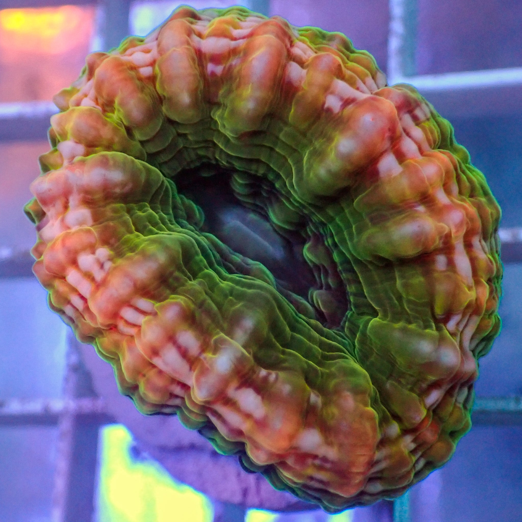 WYSIWYG Reverse Watermelon Cynarina (2-3")