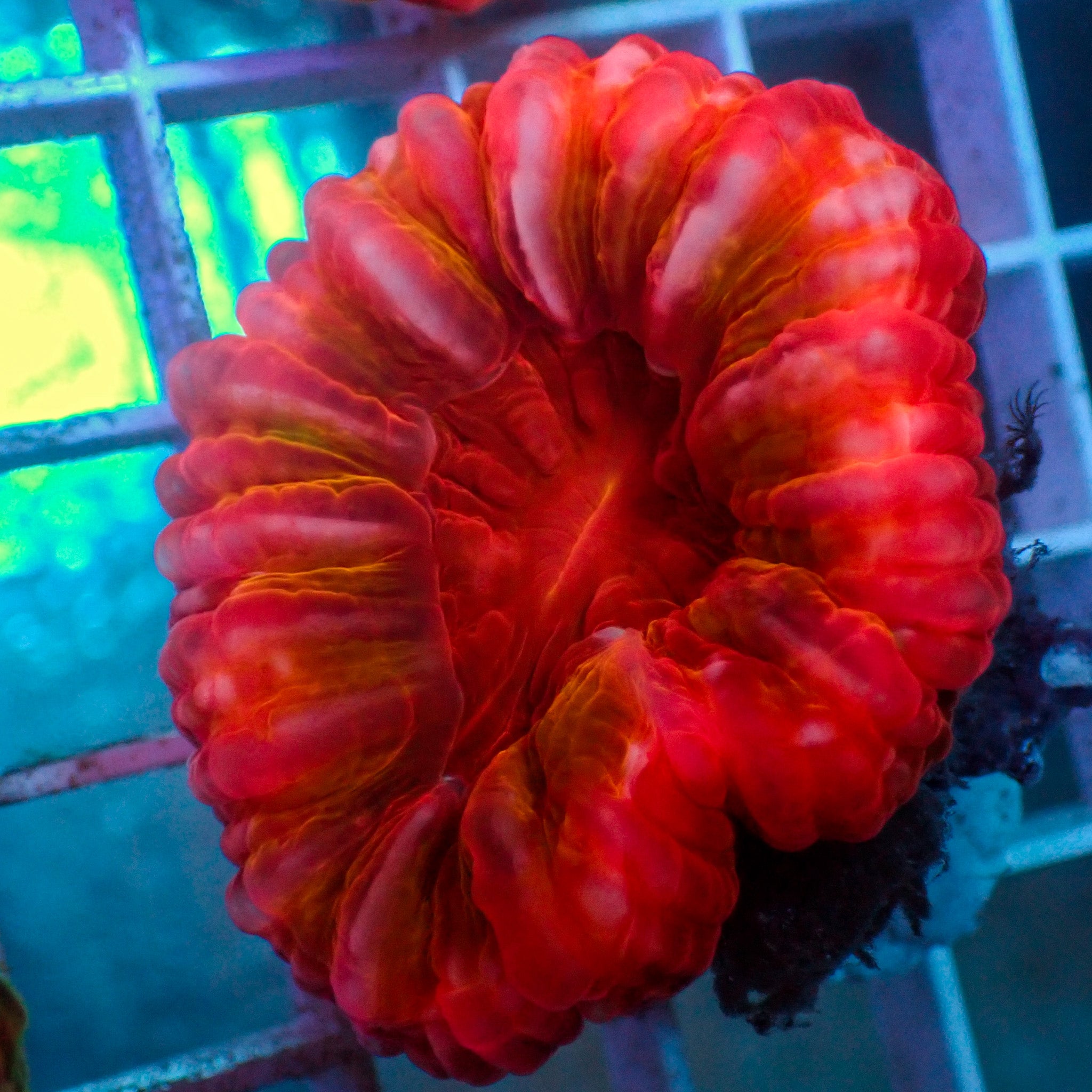 WYSIWYG Solar Ray Red Cynarina (2-3")