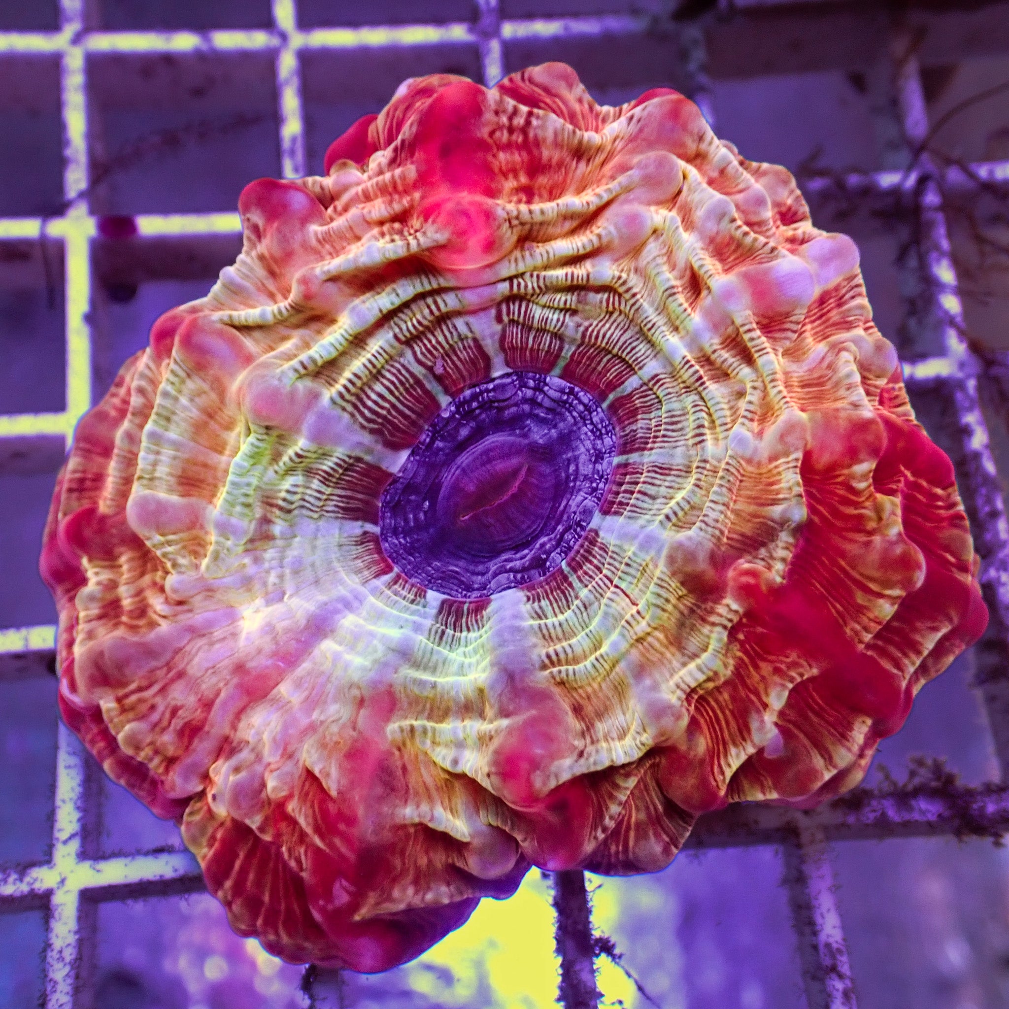 WYSIWYG Rainbow Cherry Bomb Cynarina (1-2”)