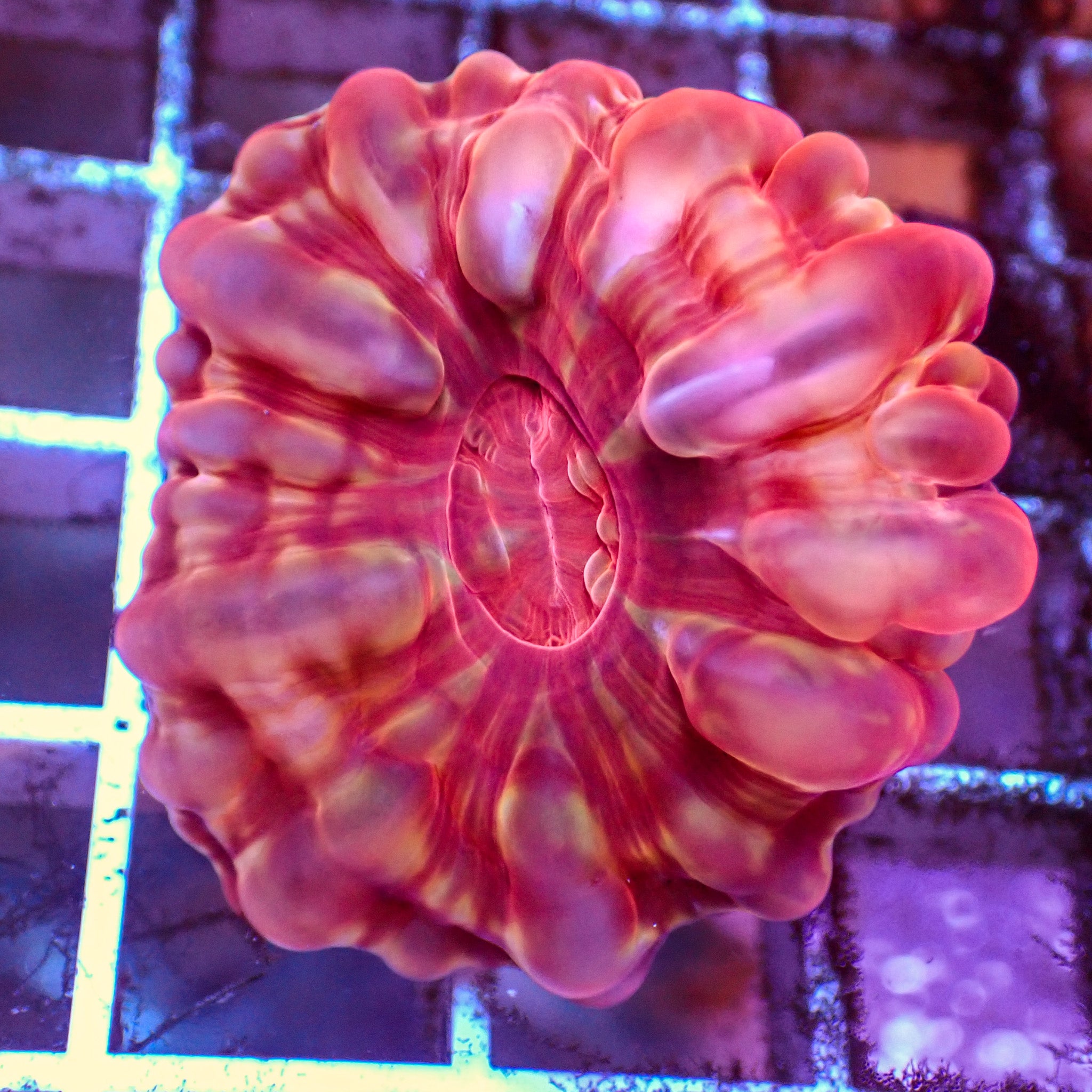 WYSIWYG Strawberry Red Cynarina (1-2”)